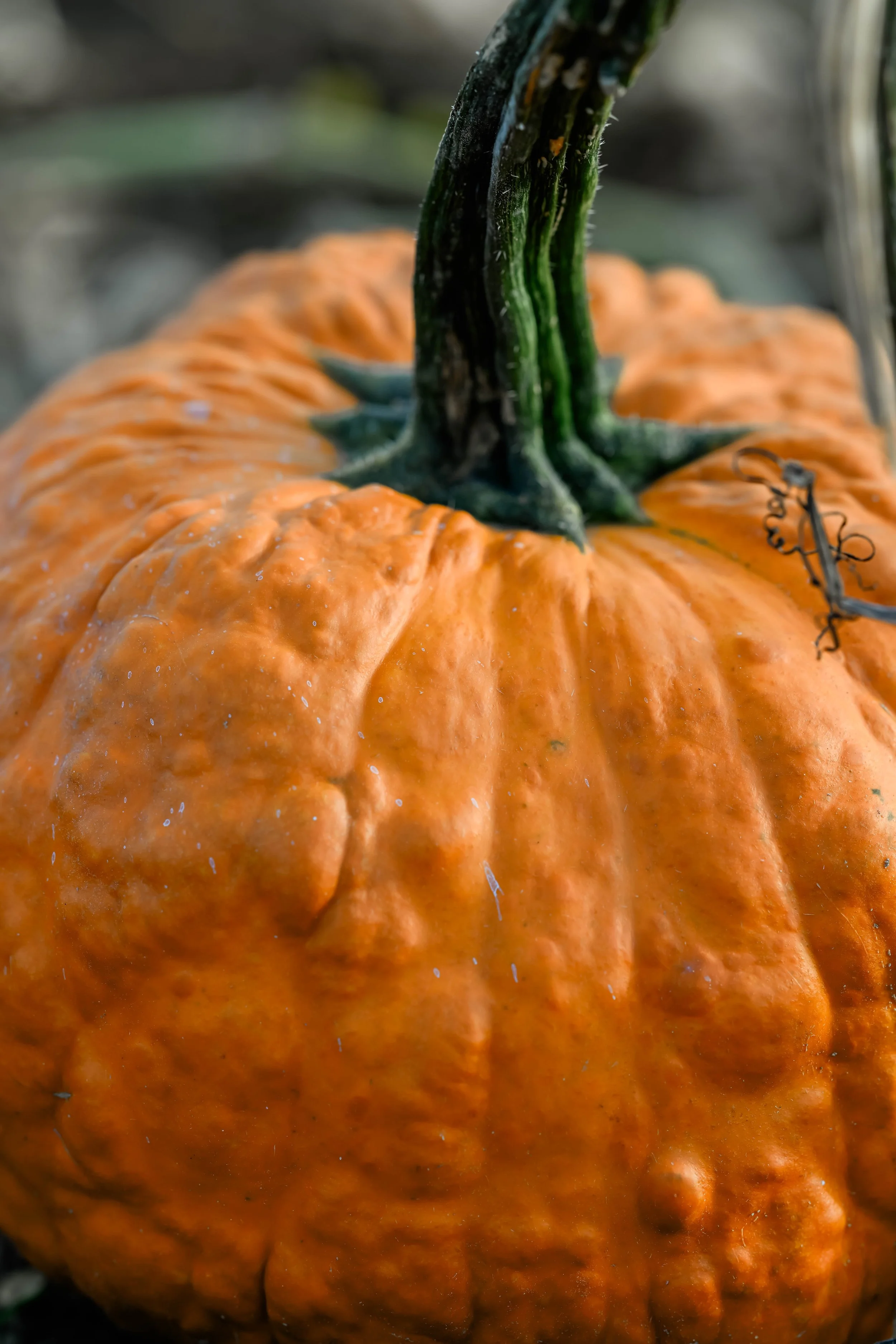 PumpkinPatch22.jpg