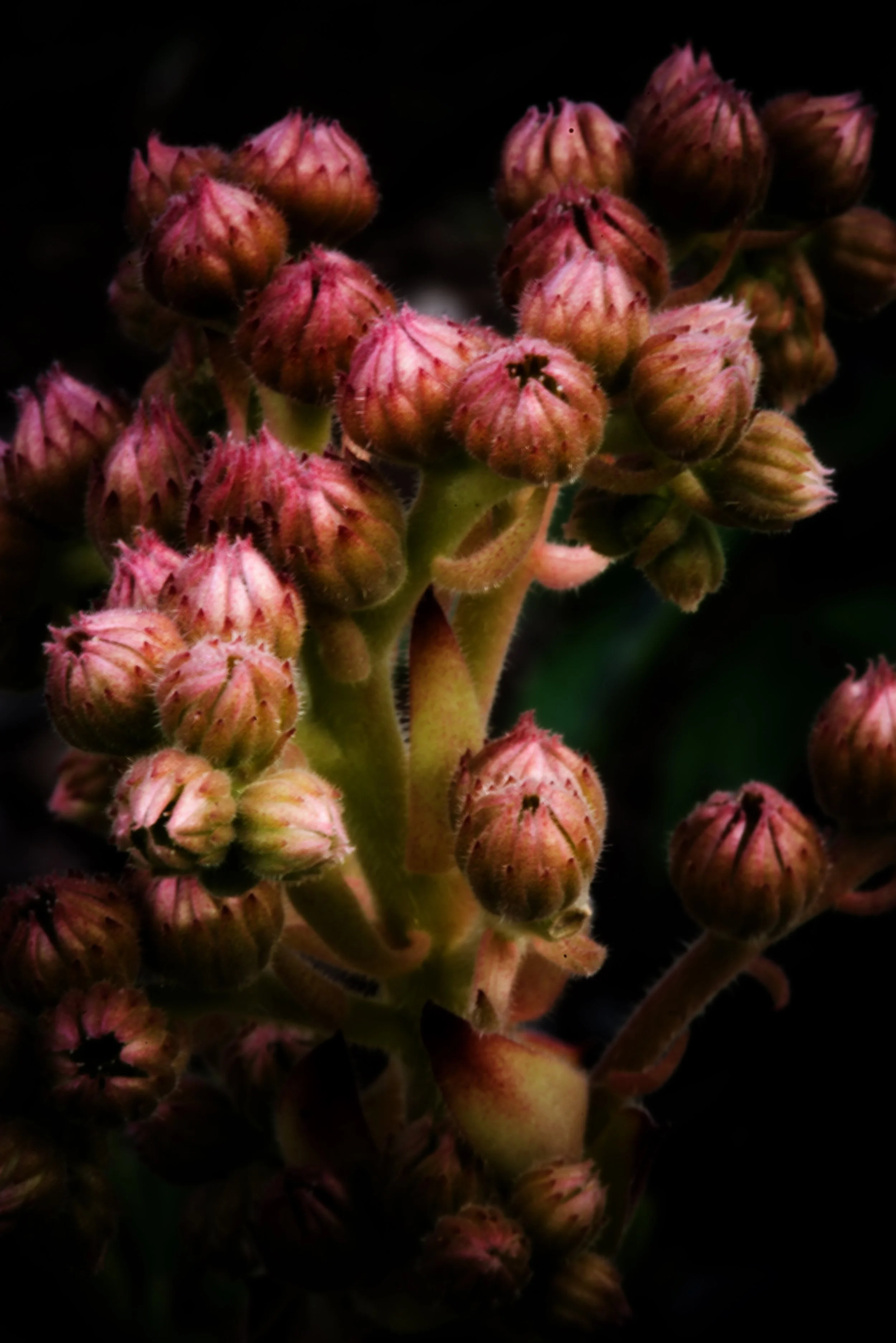 succulent.jpg