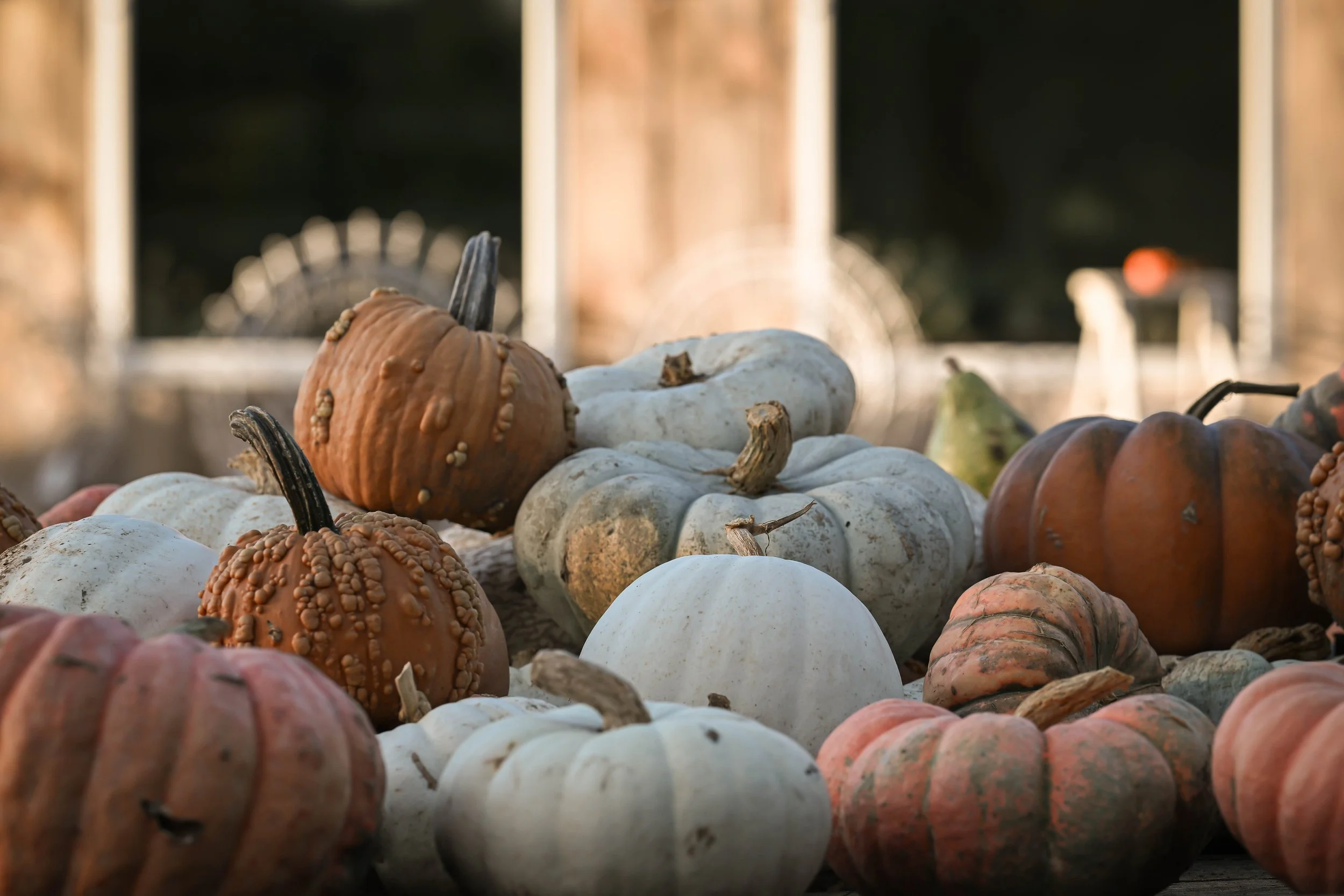 PumpkinPatch17.jpg