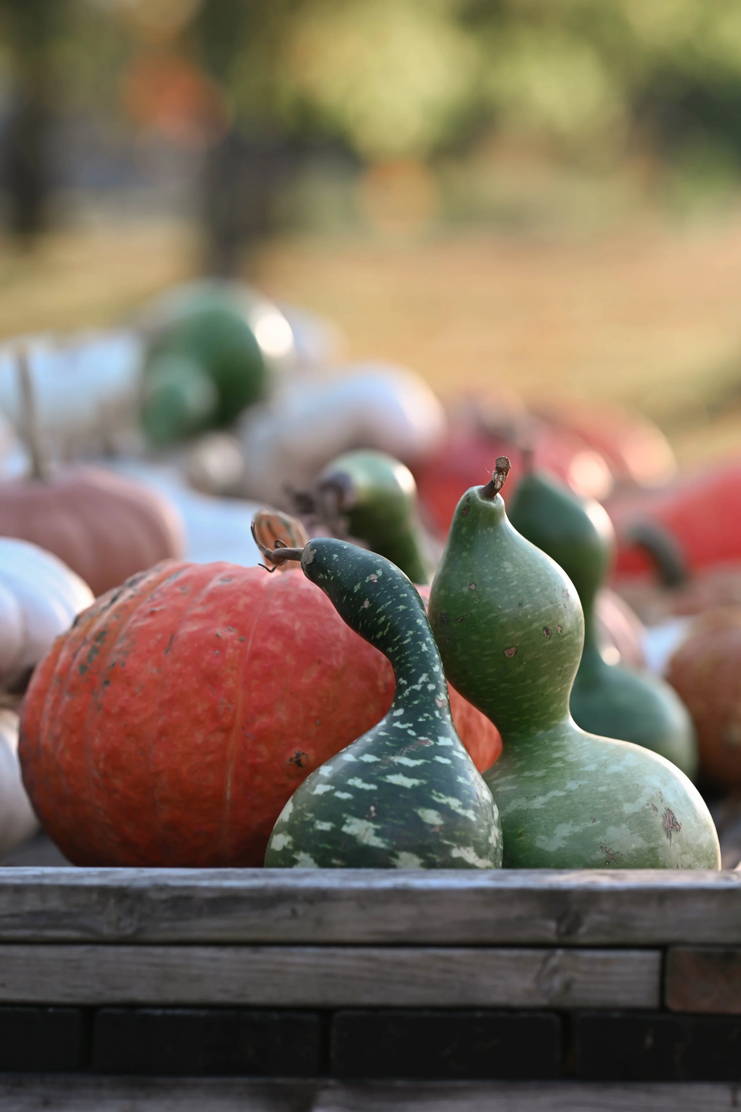 PumpkinPatch7.jpg