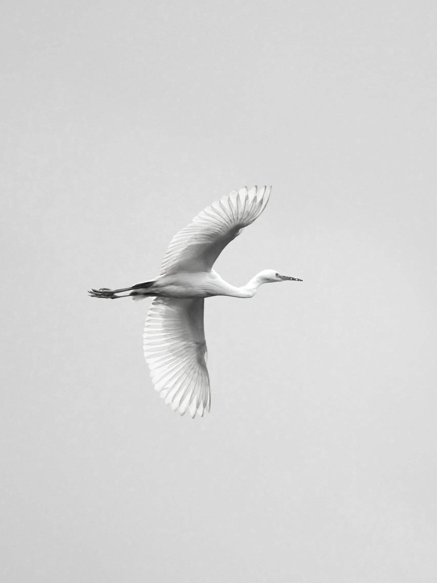 A black and white photo of a flying swan with wings spread wide, flying against a plain background.