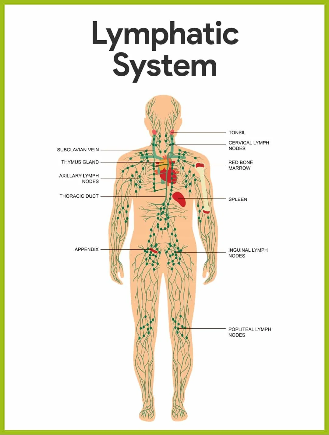 Lymphatic System Diagram