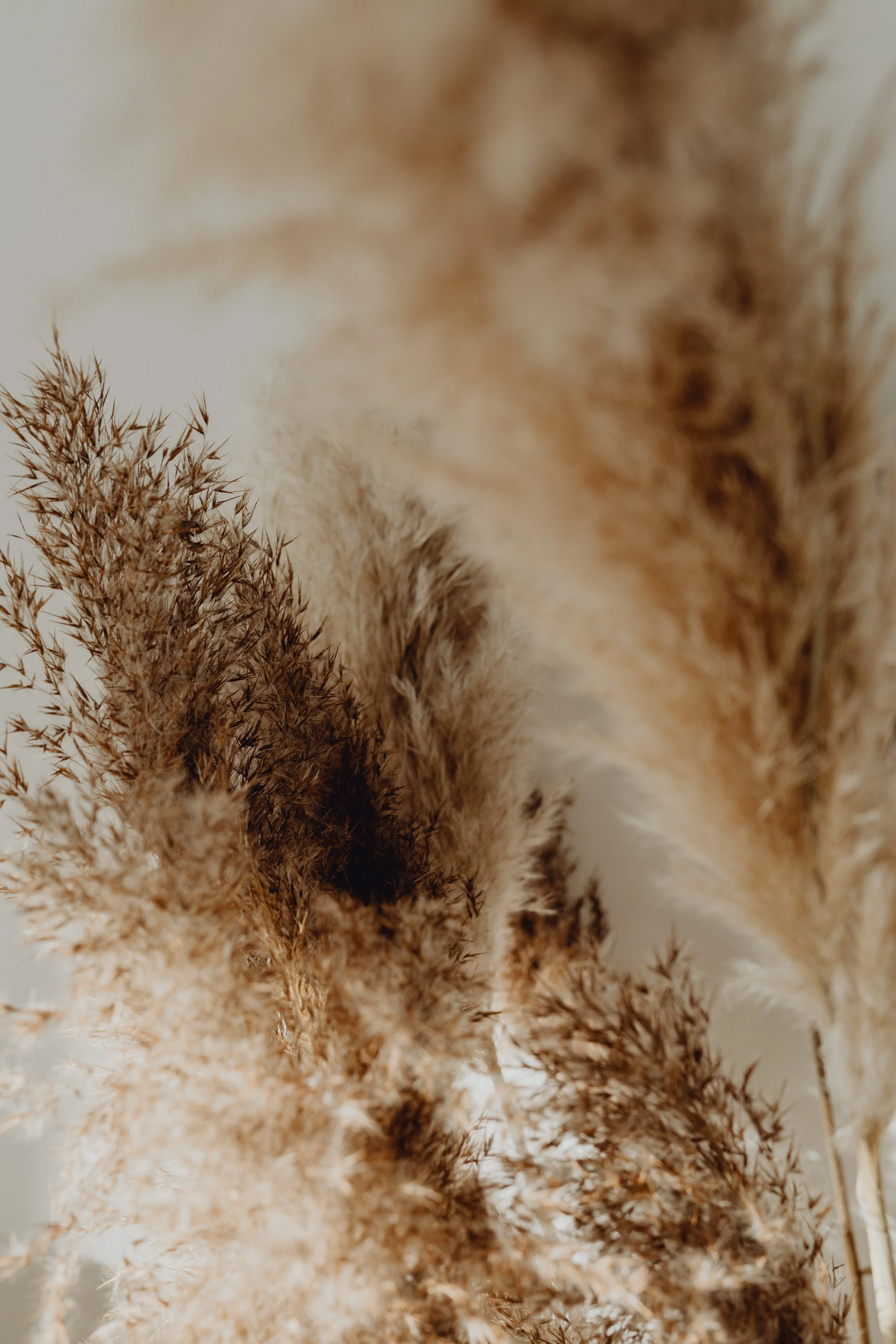 Close-up of beige and brown dried grasses and plants with a blurred background.