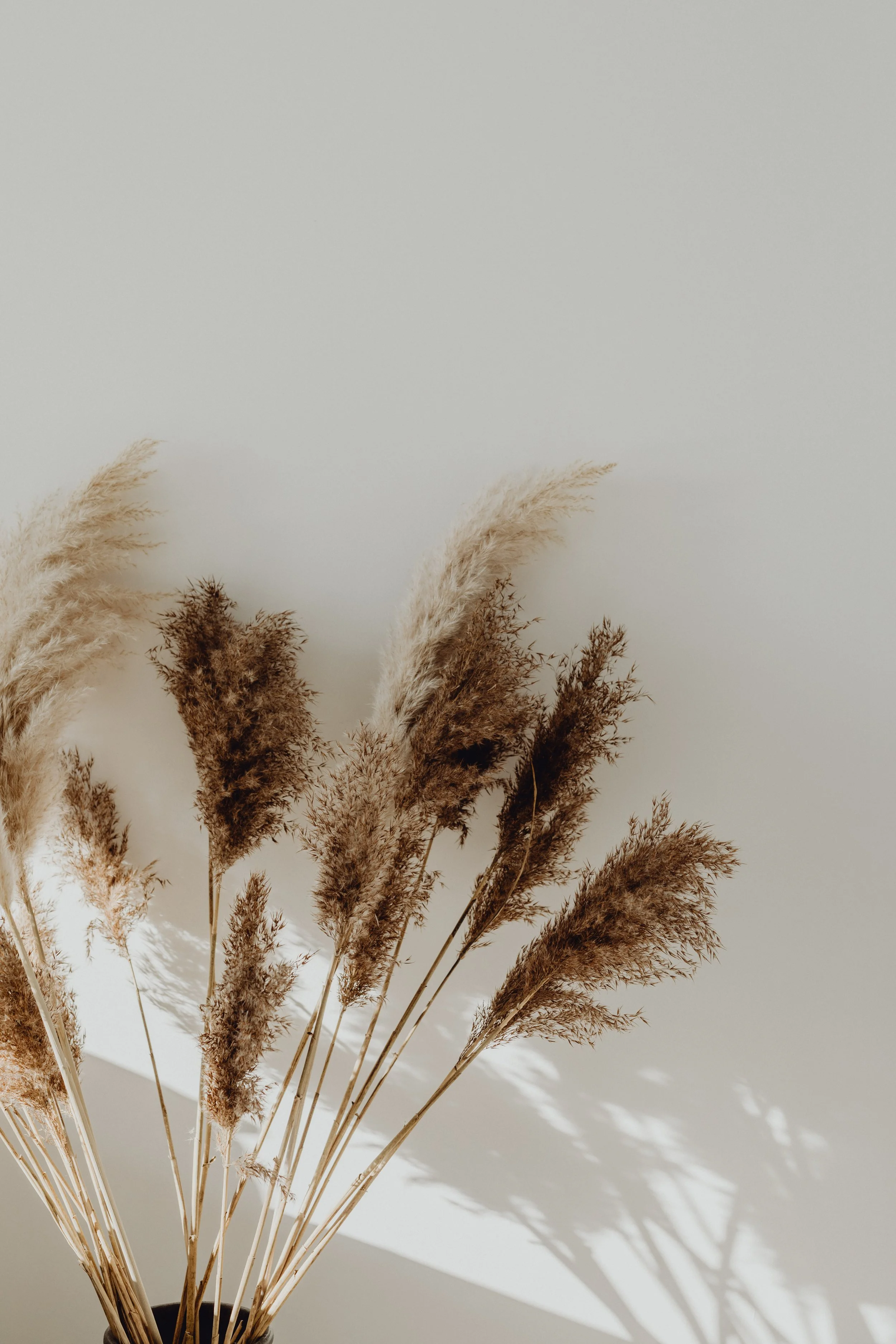A bunch of beige and brown pampas grass in a vase, casting shadows on a beige wall.