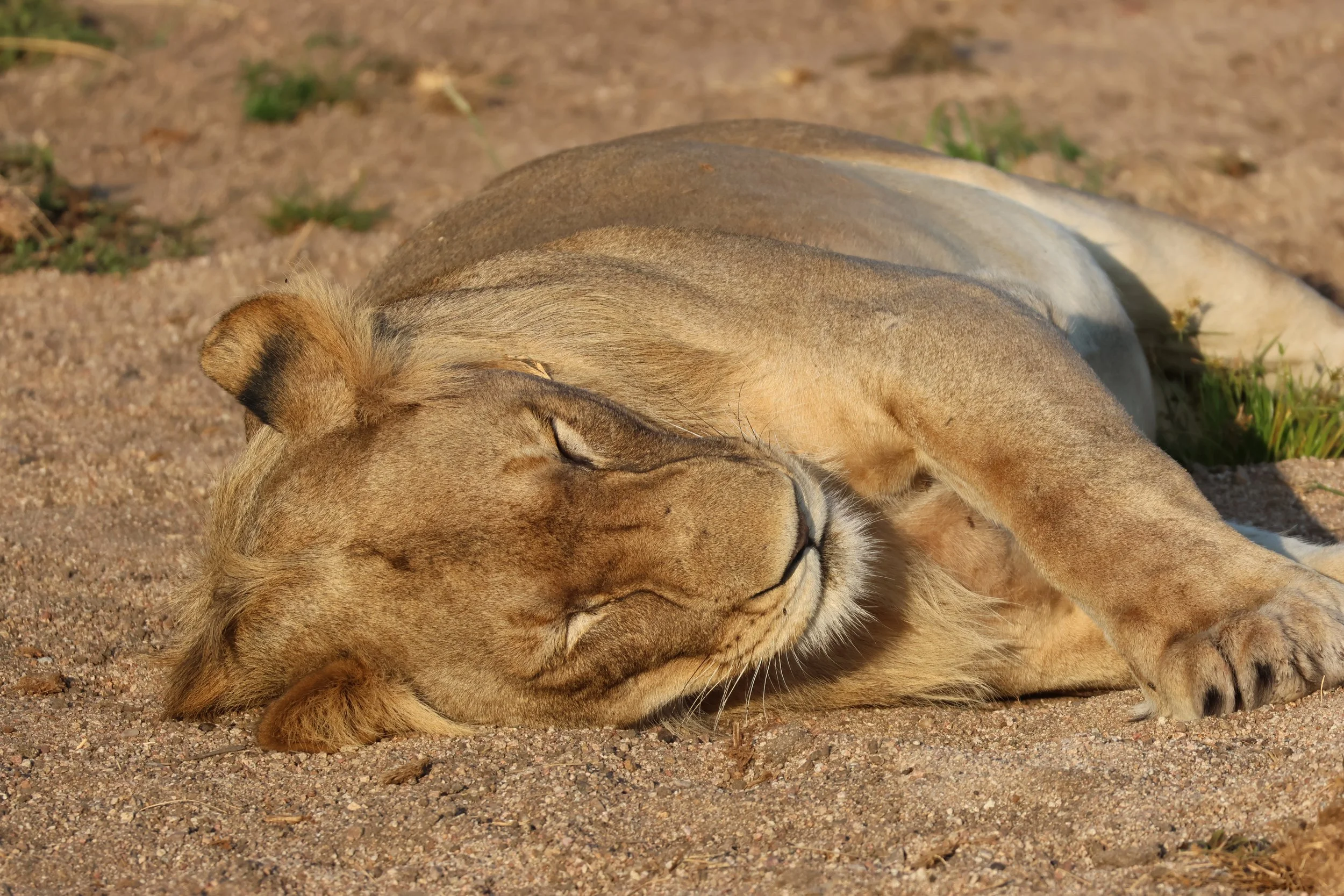 2T2A7445 - Kopie.JPG