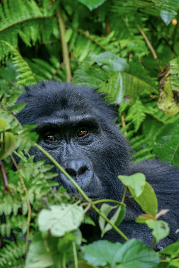 ANIMAUX