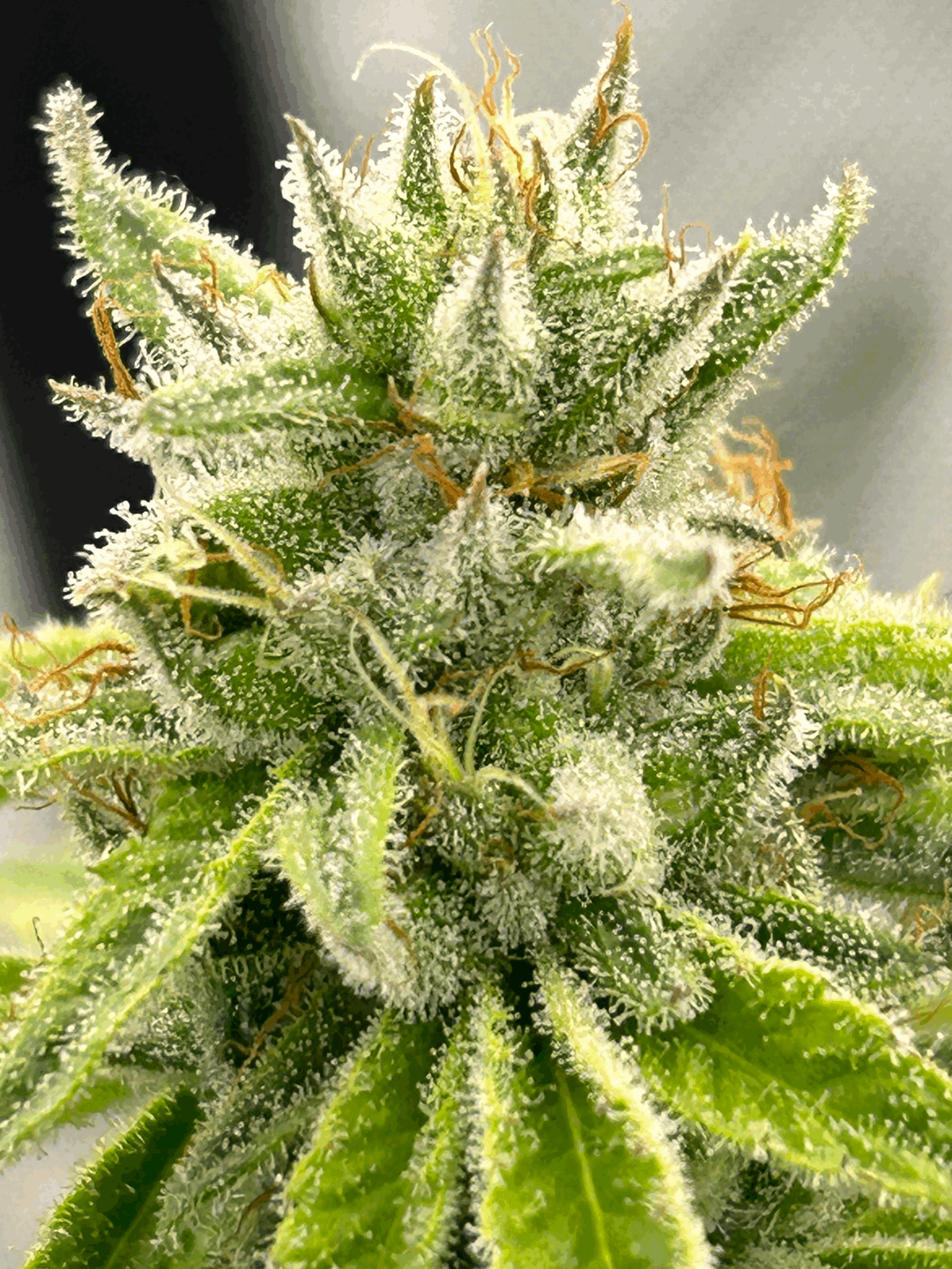 9 lions x chem 91 x chem d
