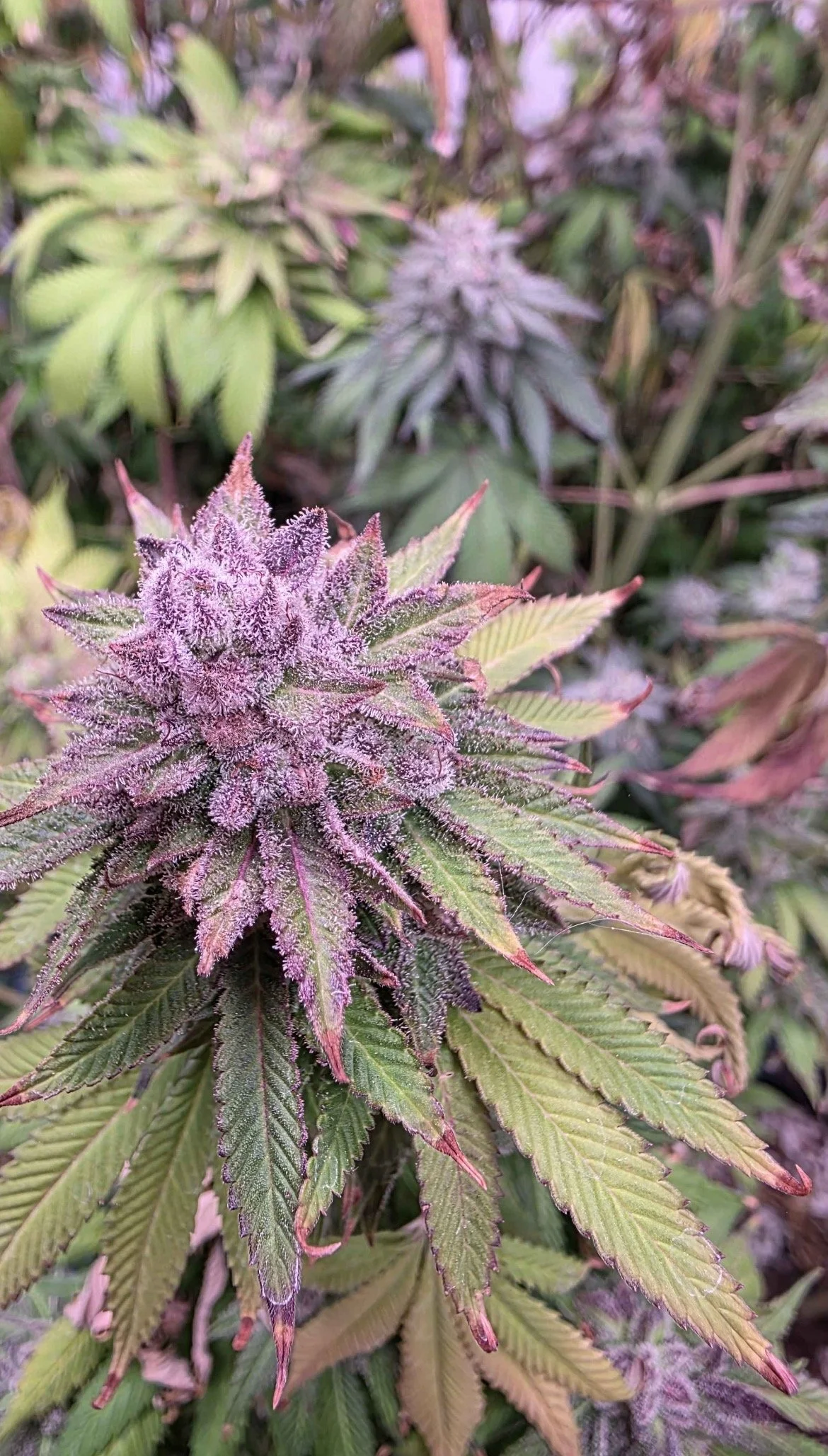 Pre 98 Bubba x Chem 91 x Chem D