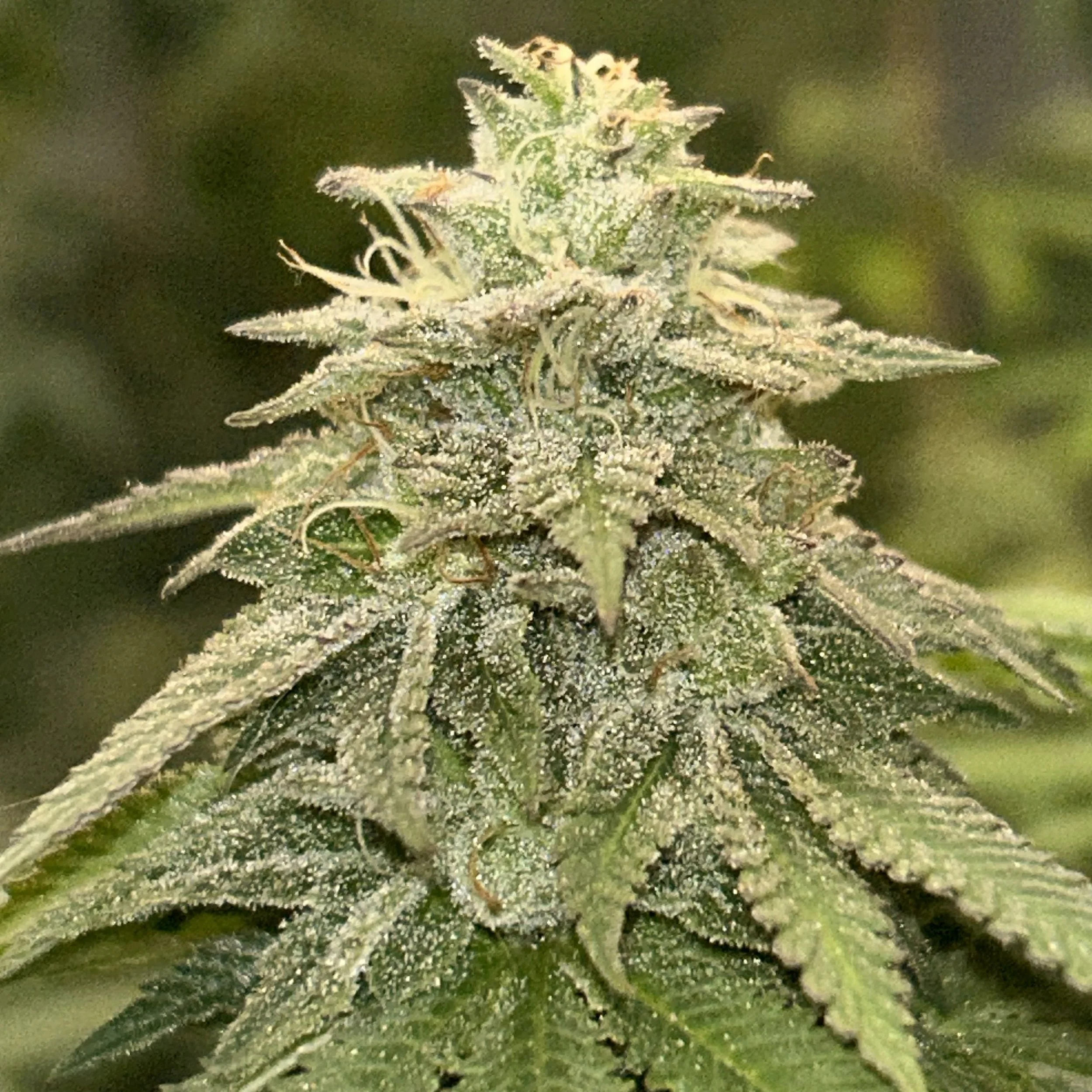 Close-up of a cannabis plant with dense, trichome-covered buds and serrated green leaves