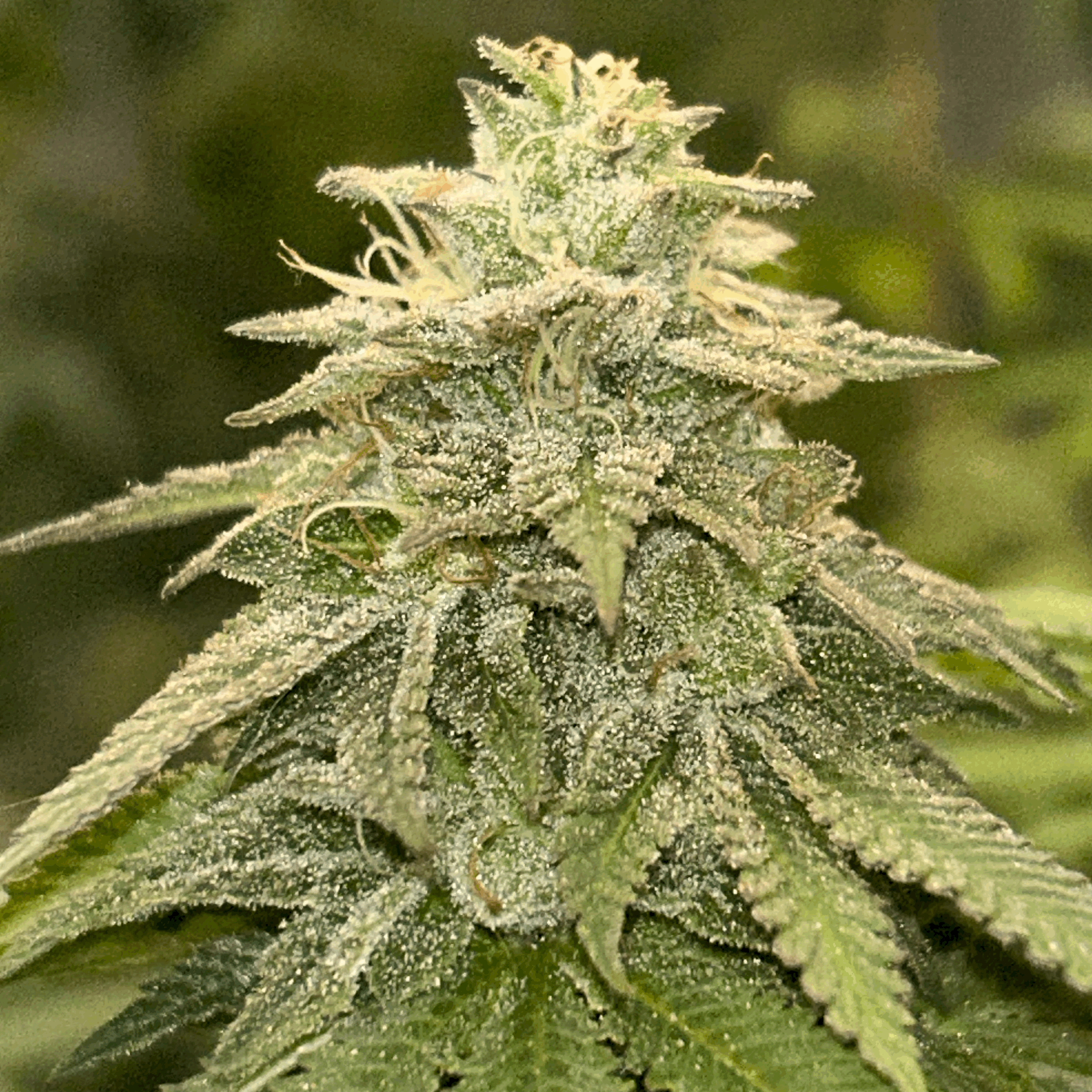 Lemon Strawz x Chem 91 c Chem D