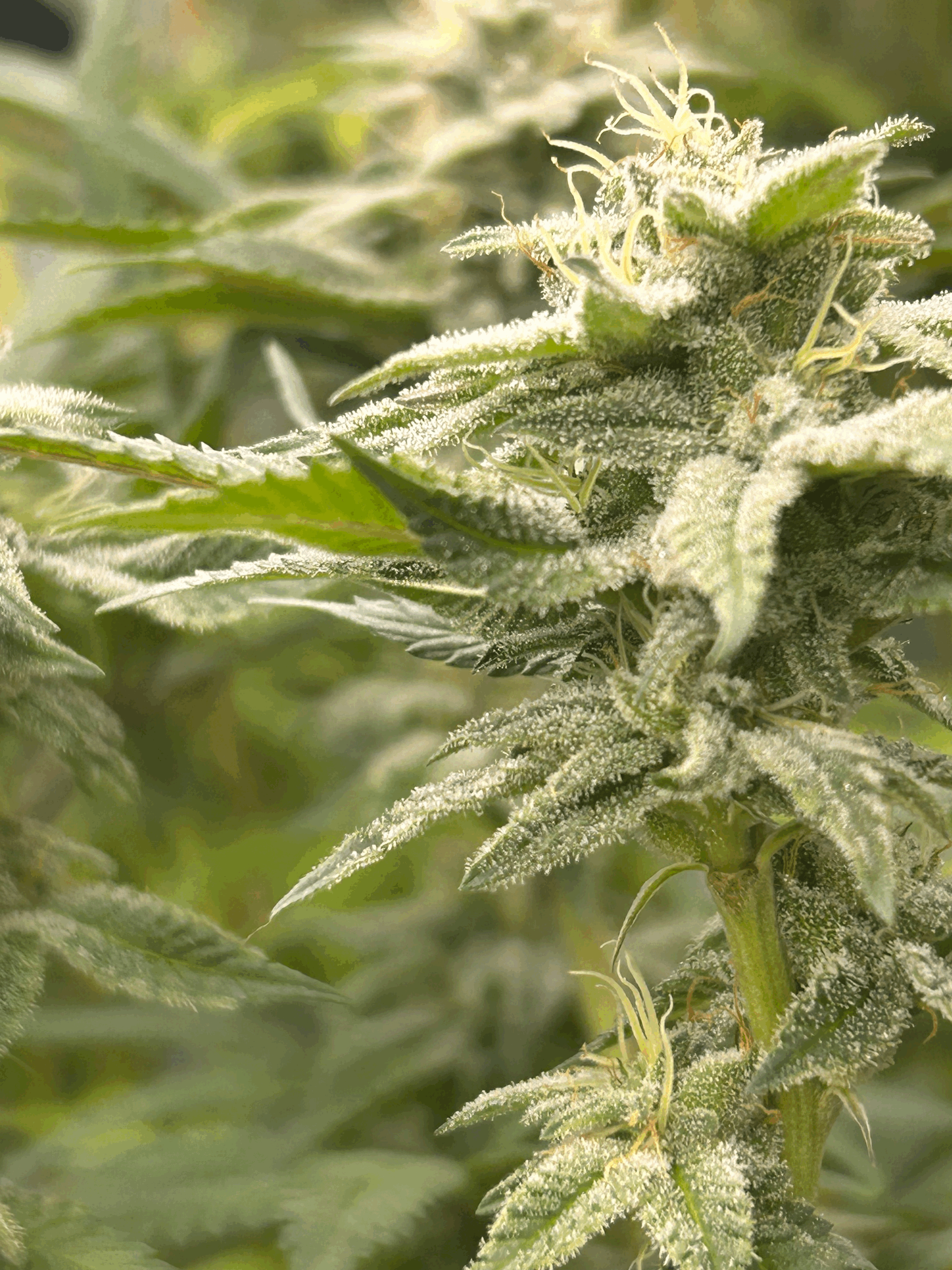 Key Lime x Blue Power x Chem 91 x Chem D