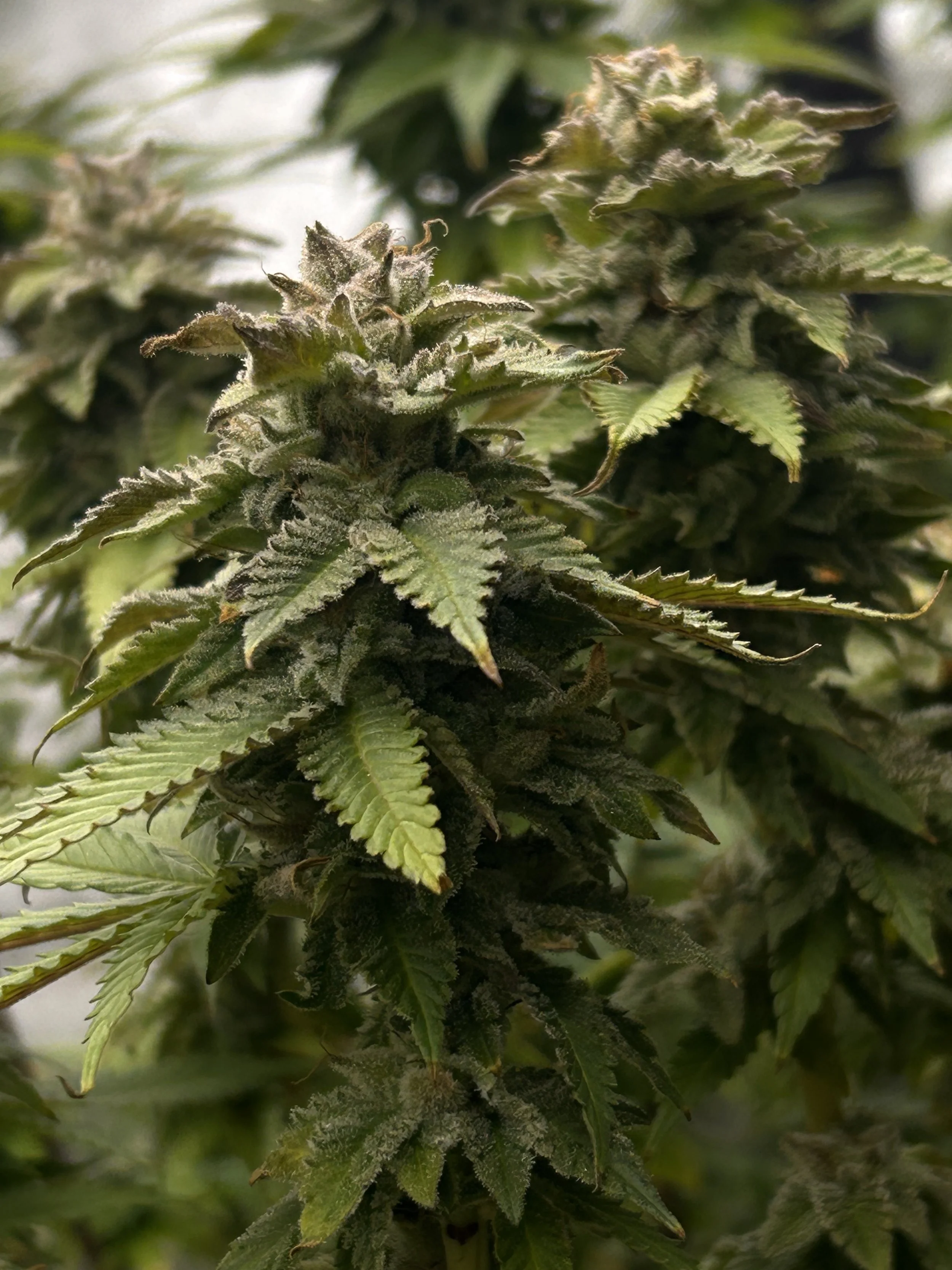 Close-up of a cannabis plant with green leaves and flowering buds covered in trichomes.