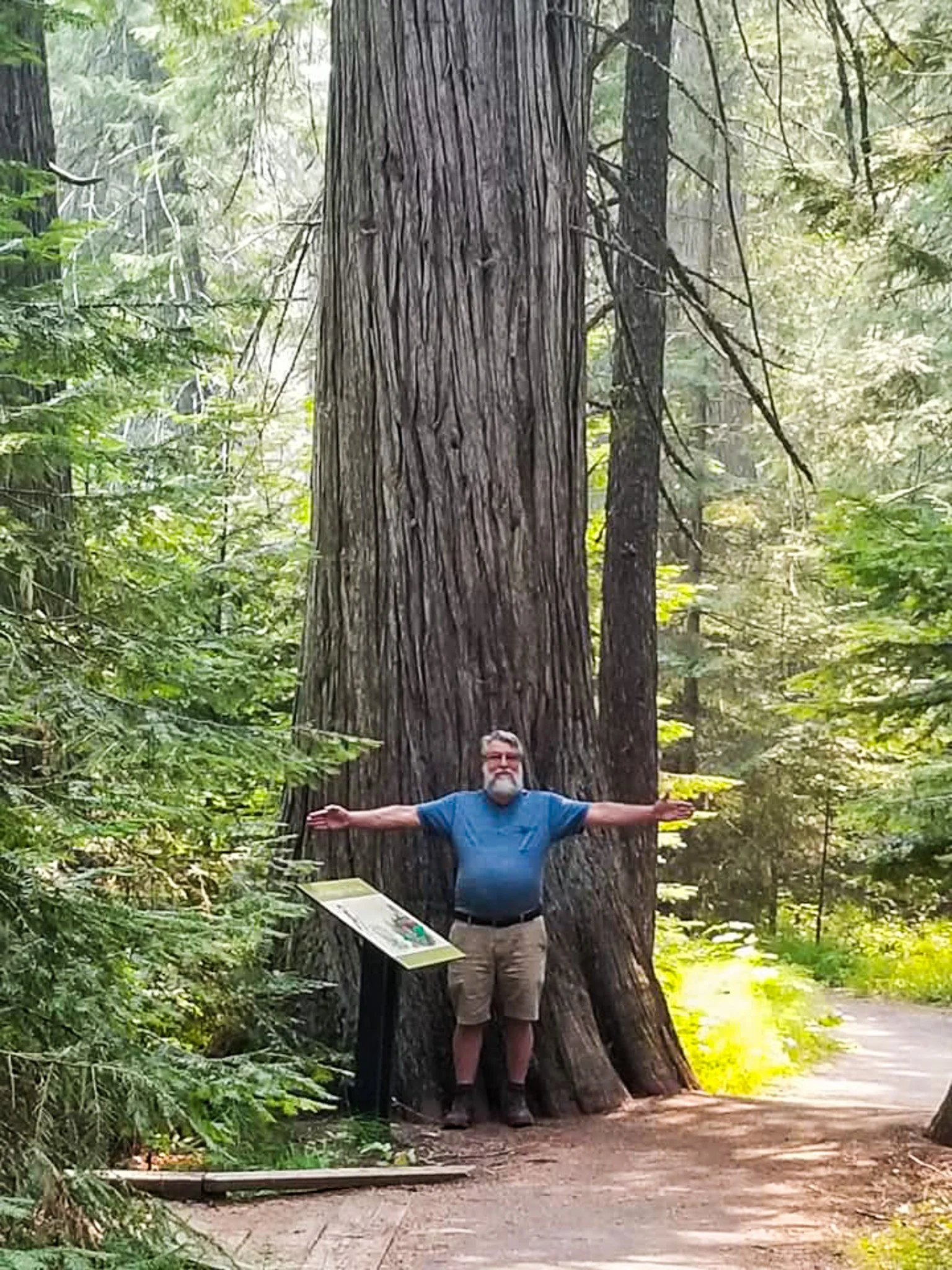 Why Everyone Has a Tree Story