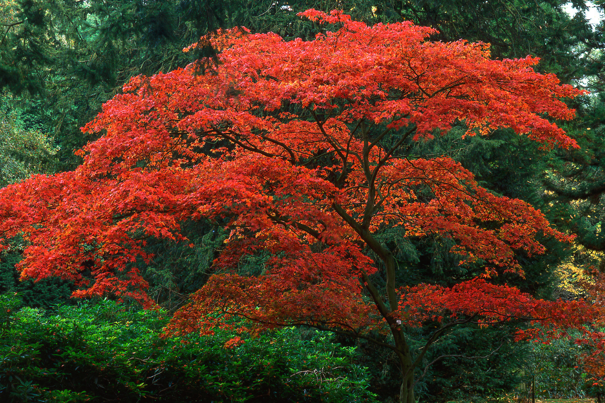 W. Jim Cortese Featured in Real Simple on Trees for Small Yards