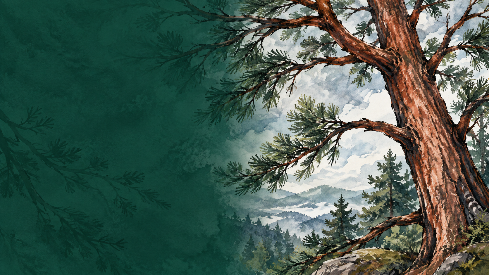 A detailed illustration of a large pine tree on a mountainside, with a background of mountains and a cloudy sky.