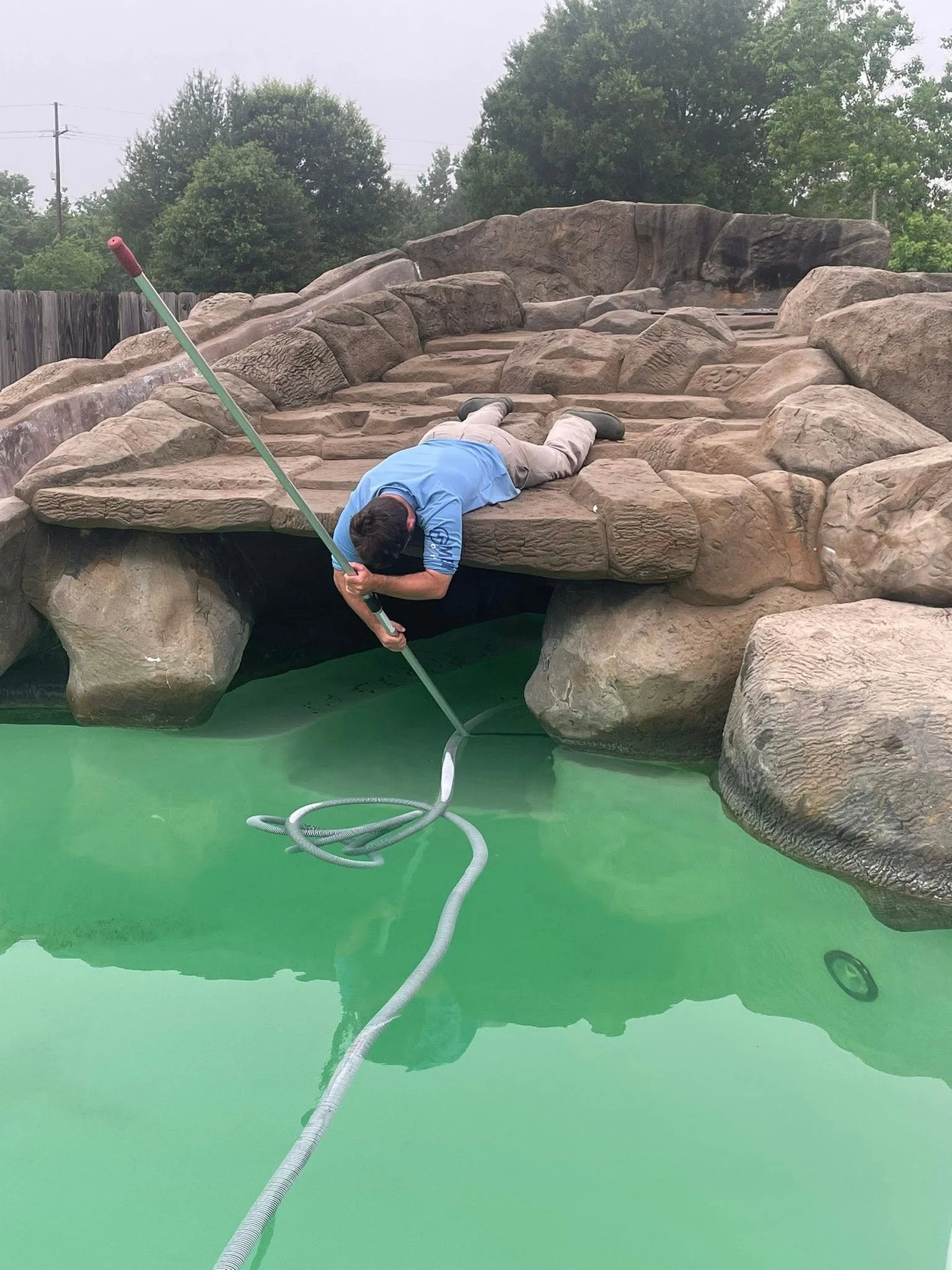 Aaron Gayle with Gayle Force Pools wearing a blue shirt and beige pants is lying face down on a large artificial rock formation beside a green pool holding a pool cleaning pole with a hose attached. resetting it from green to clean.