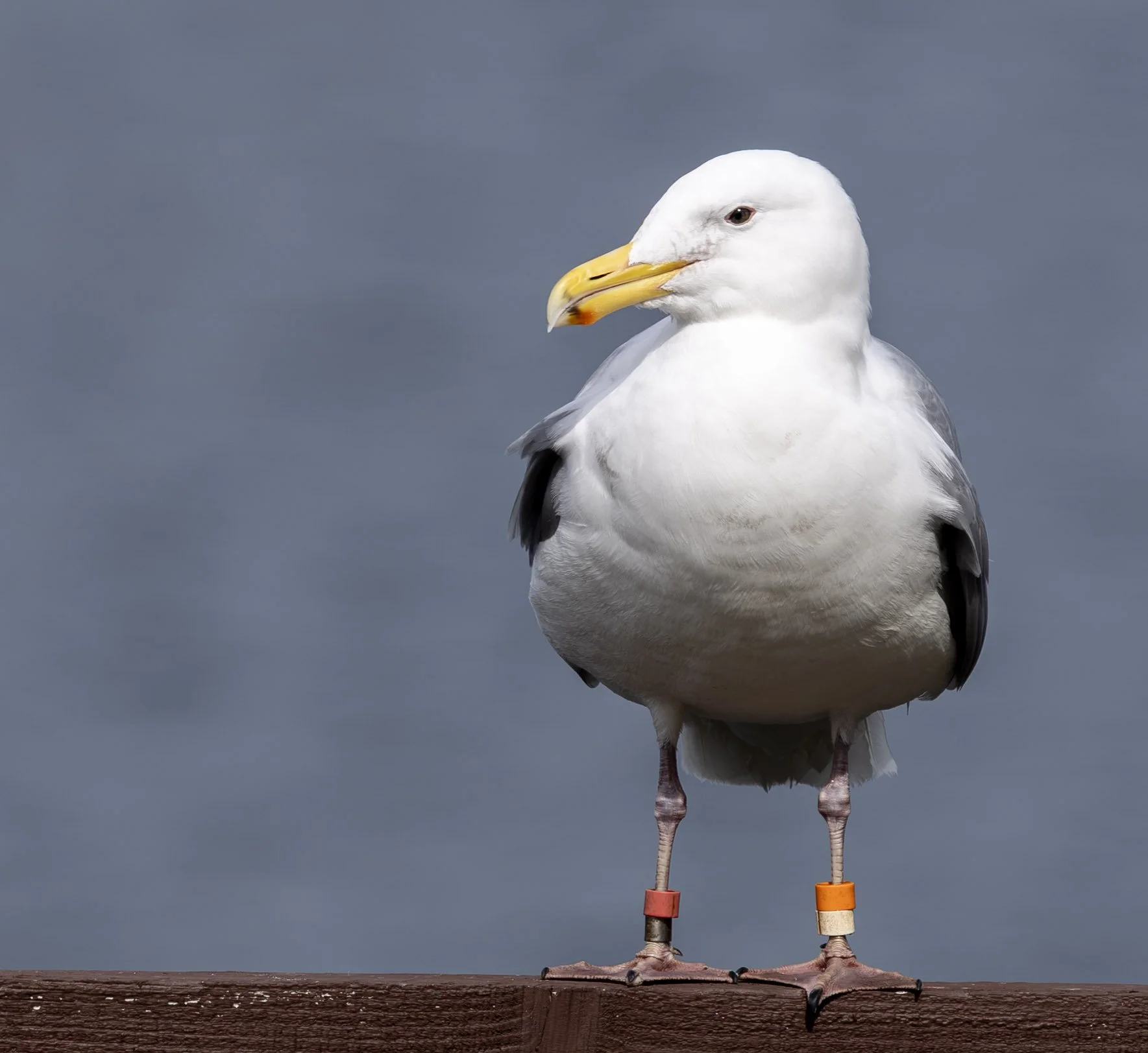 Seagull, just as tagged and tracked as you or I. Check out the legs.