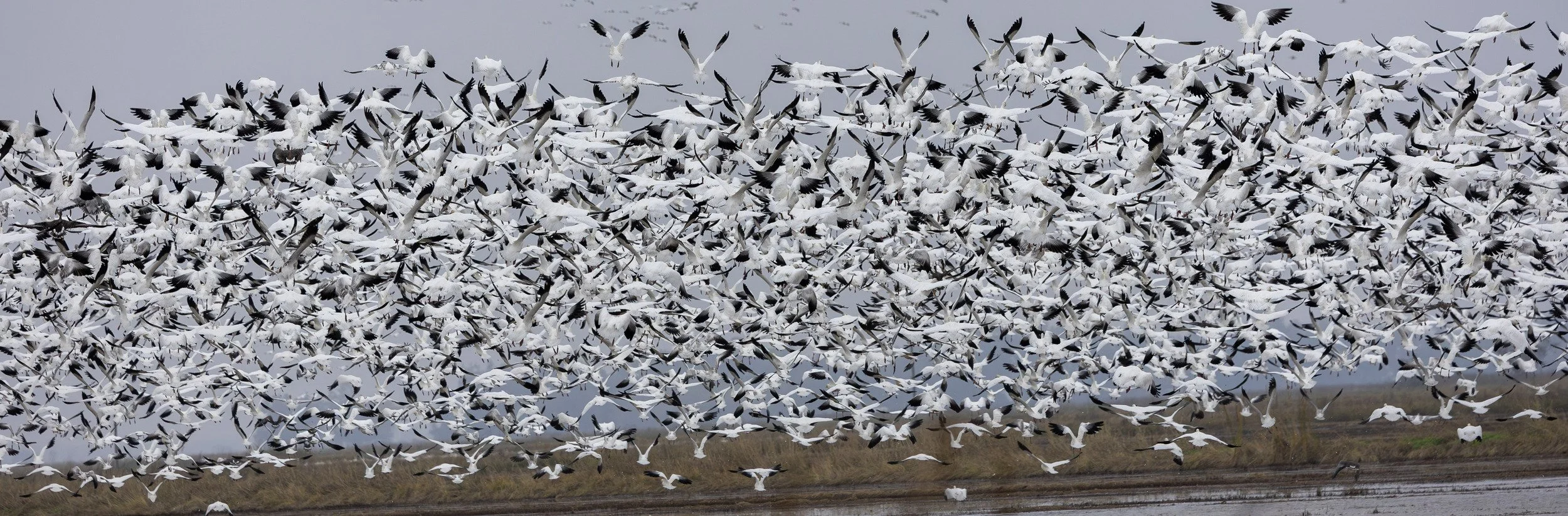 A tremendous number of geese near the wildlife refuge outside Willows, CA.