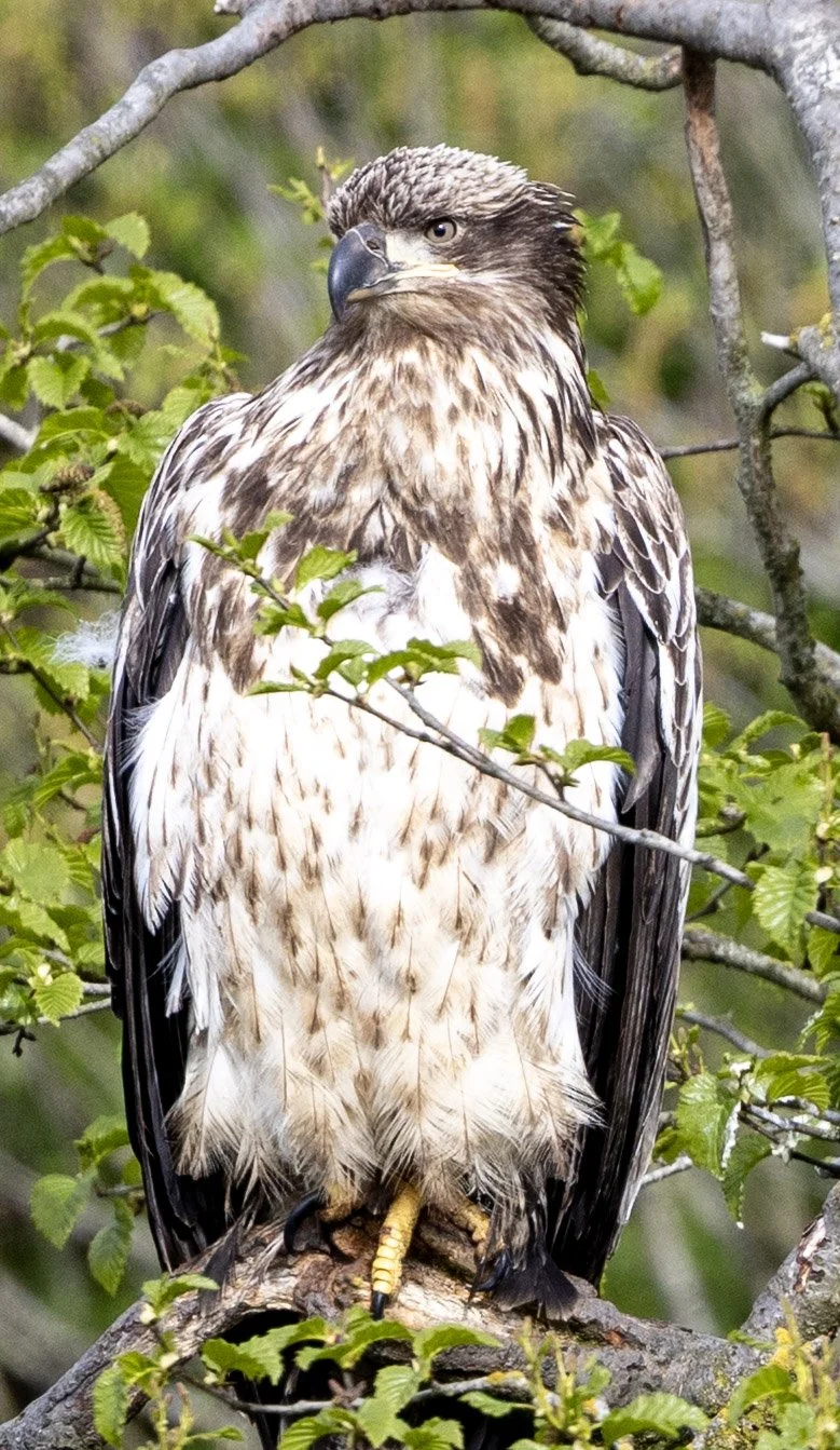alaska-01.jpg