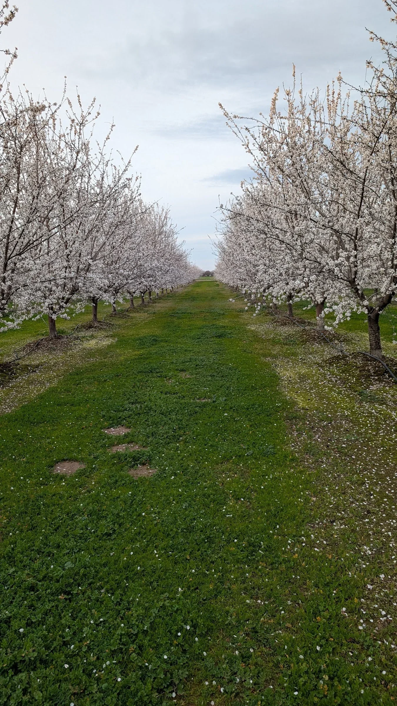 almond-bloom-row-portrait.webp