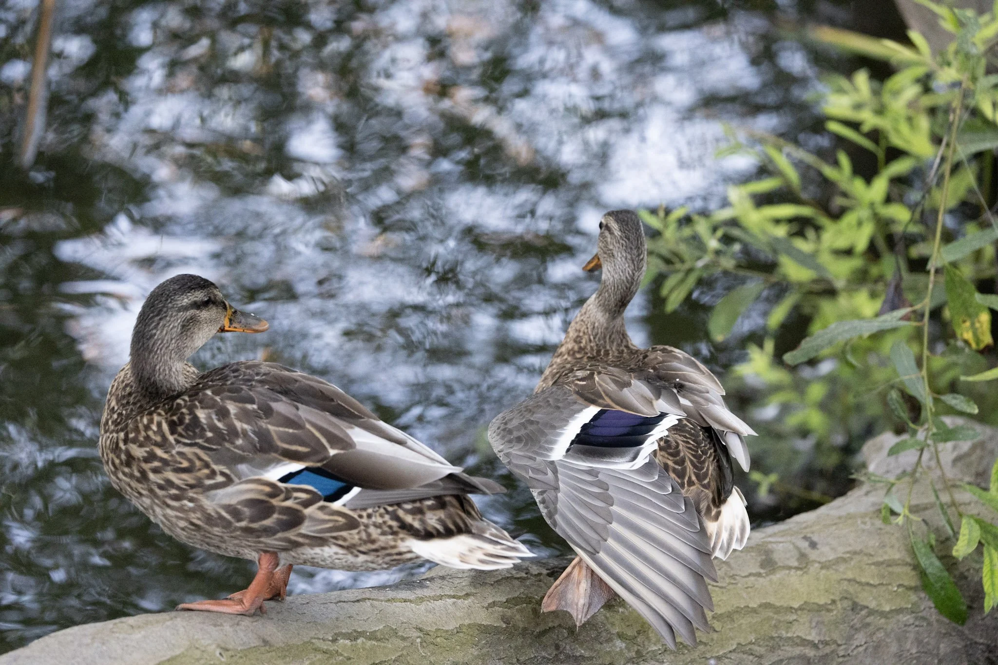 birds-wildlife-11.jpg