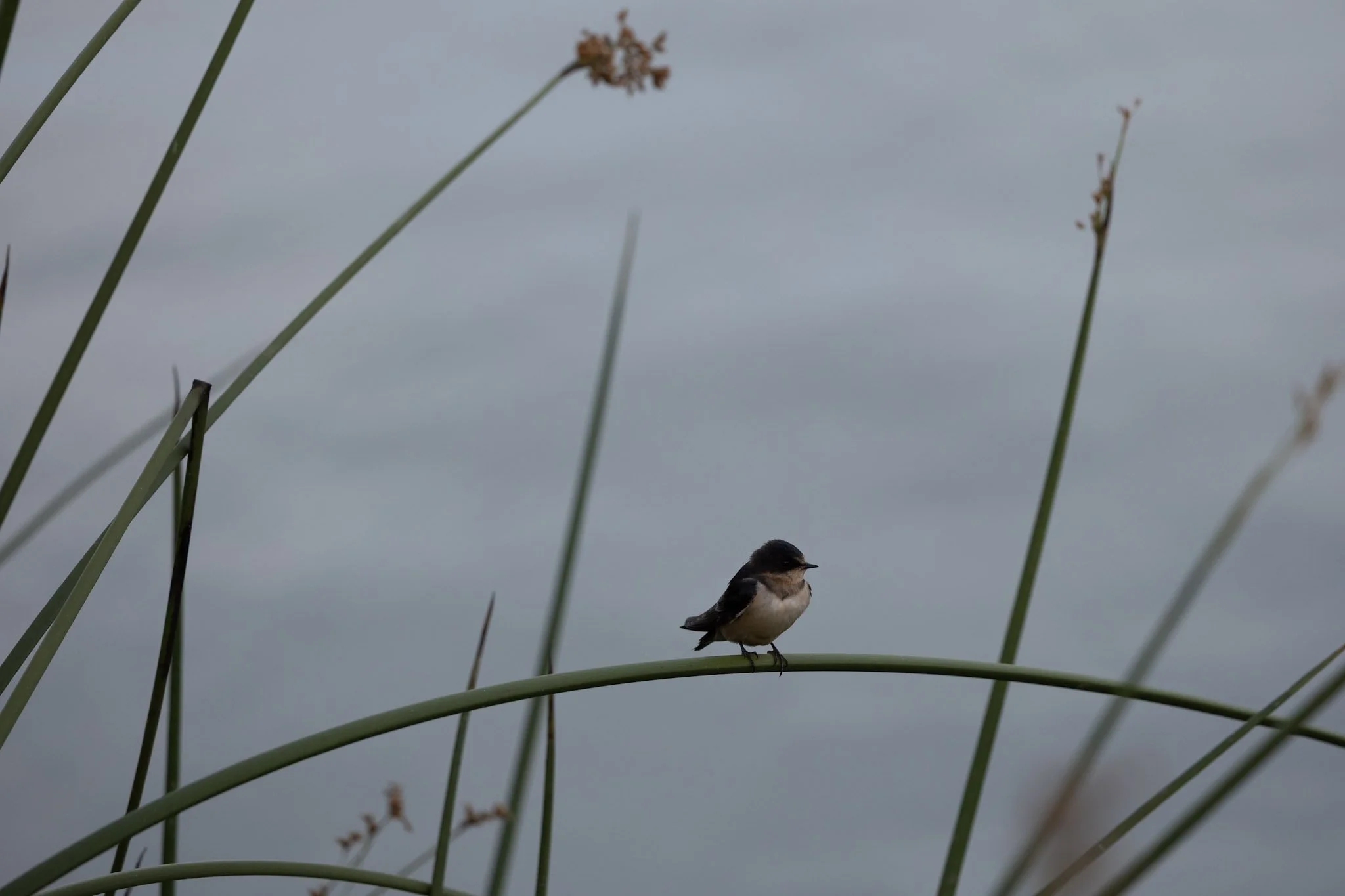 birds-wildlife-13.jpg