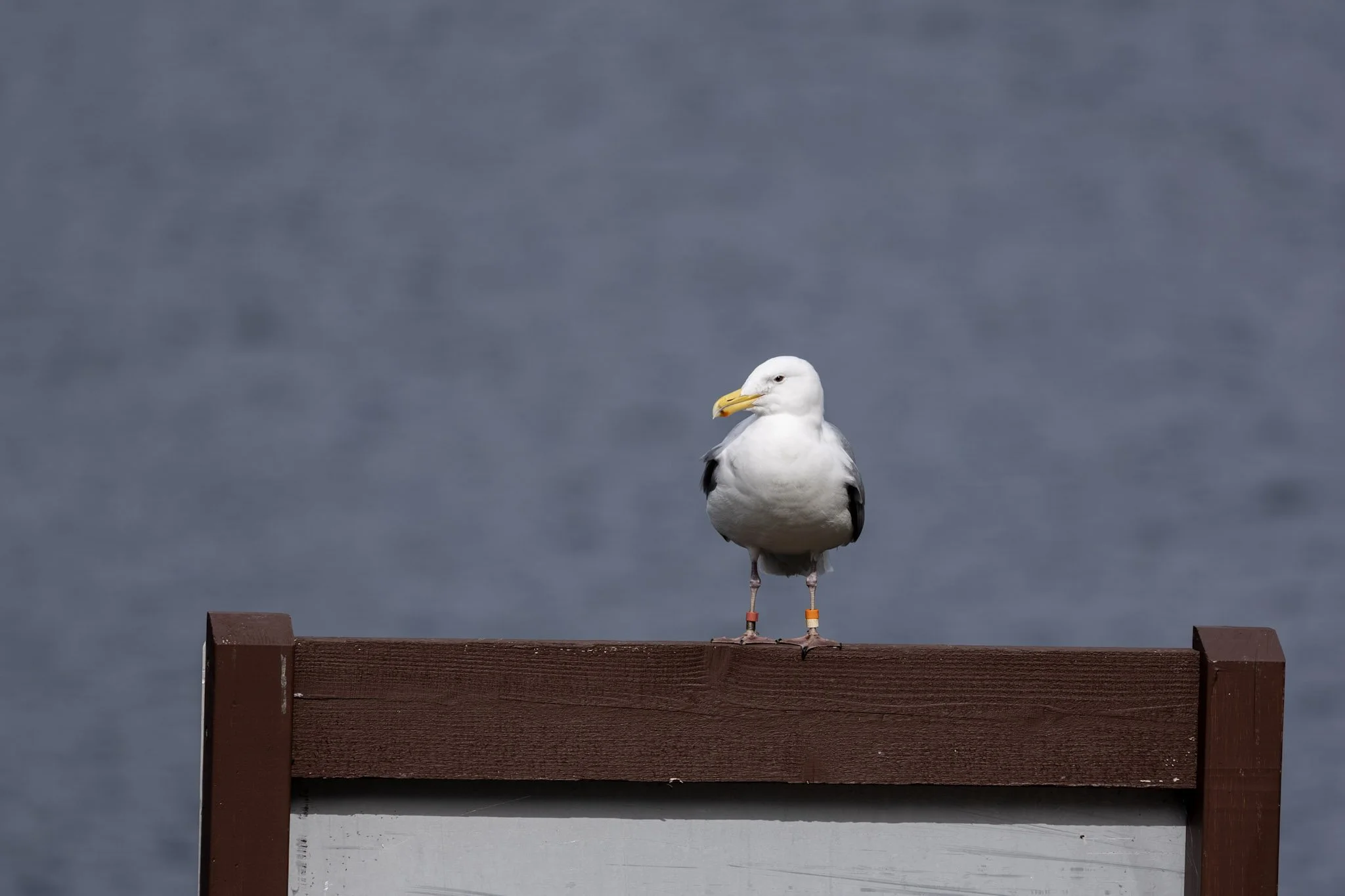 birds-wildlife-06.jpg