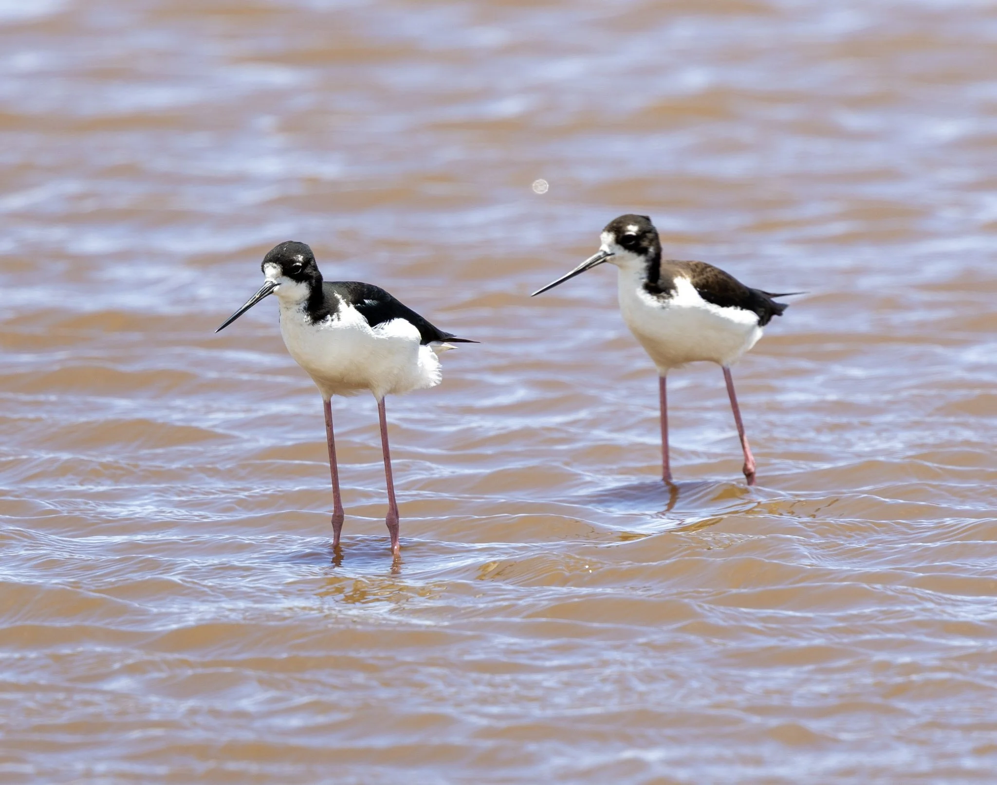 birds-wildlife-08.jpg
