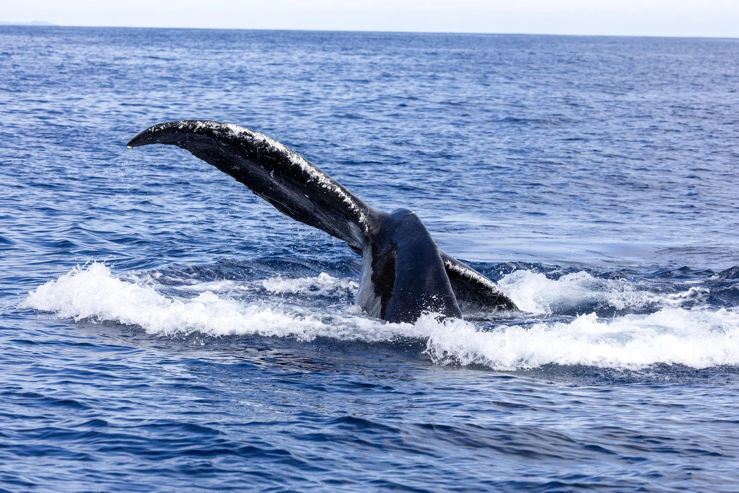 Humpback whales doing whale things. Hoping to get breaching photos this year.