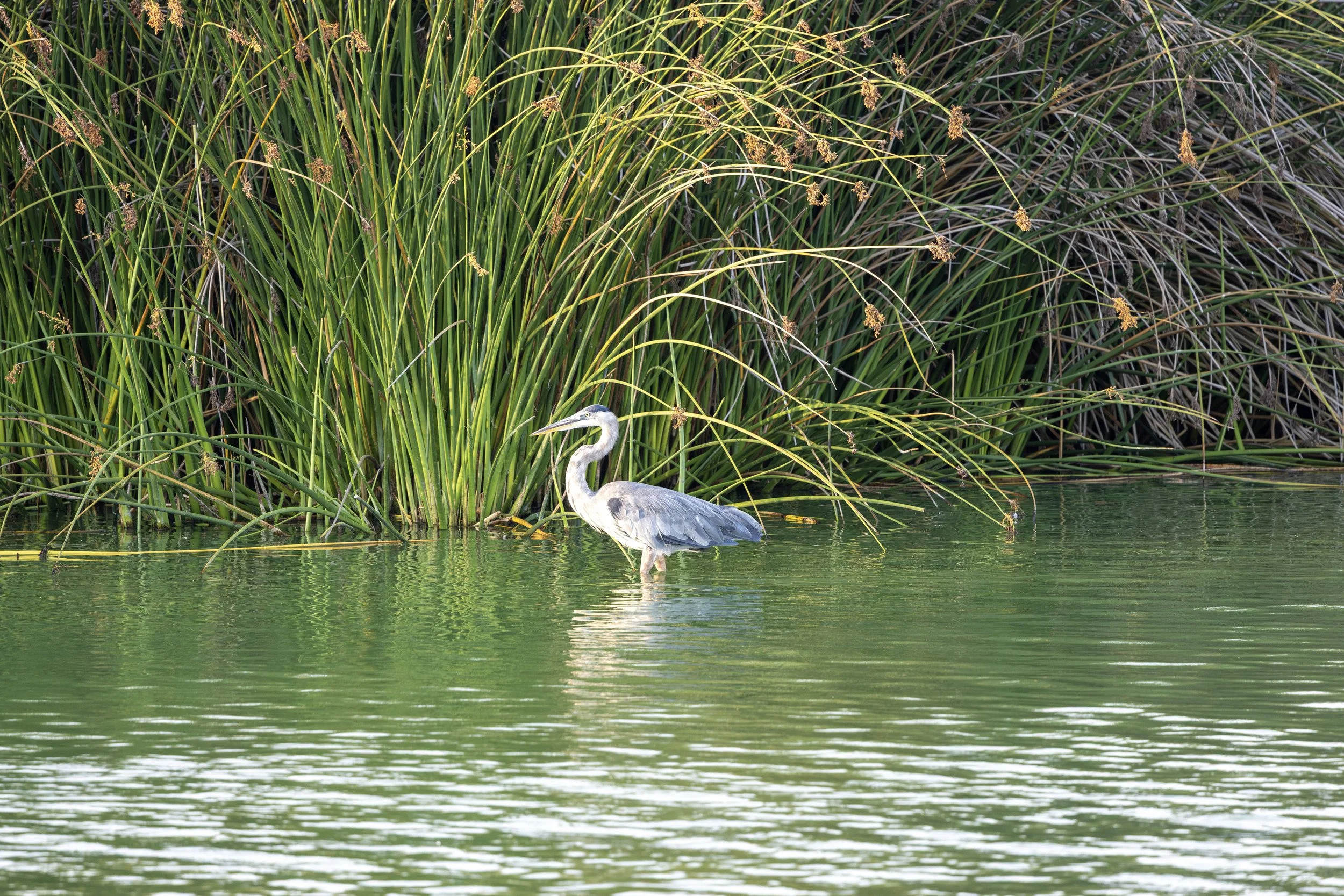 Great blue heron at Oso Flaco Lake.