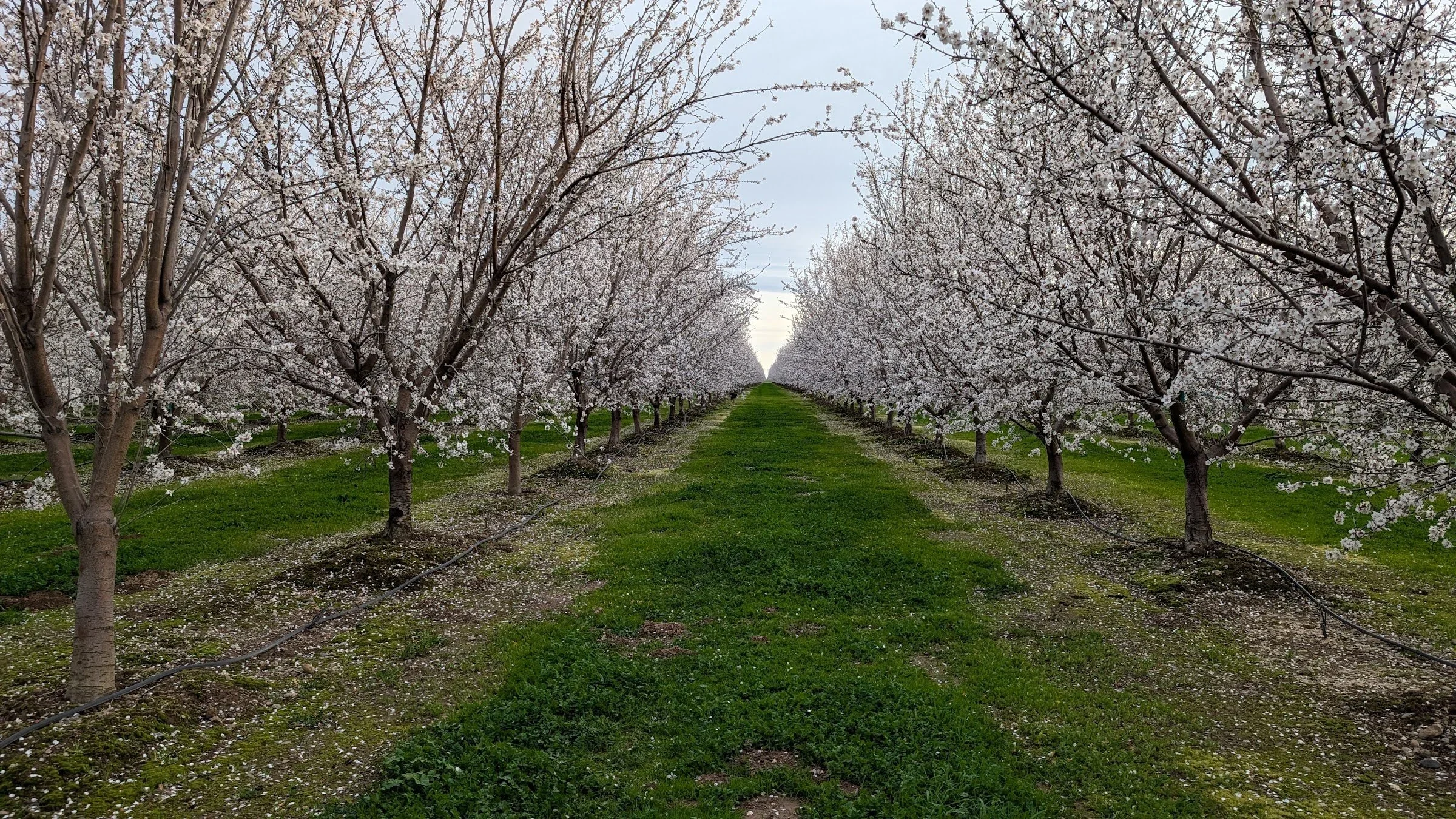 almond-bloom-orchard-row.webp