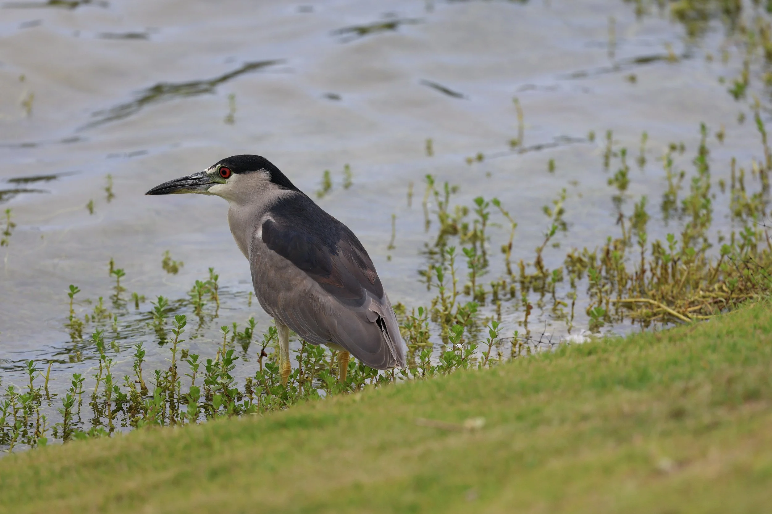 Night heron, taken on a golf course on Oahu.