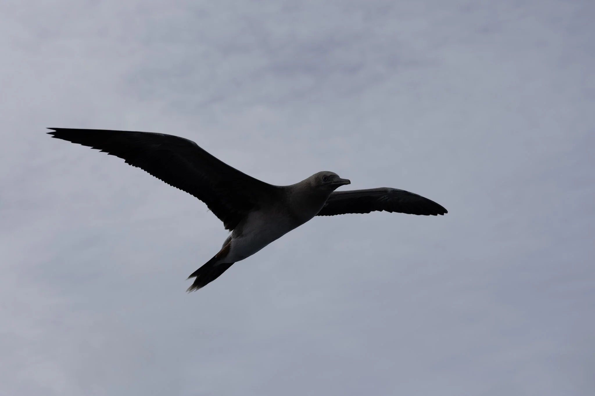 birds-wildlife-05.jpg