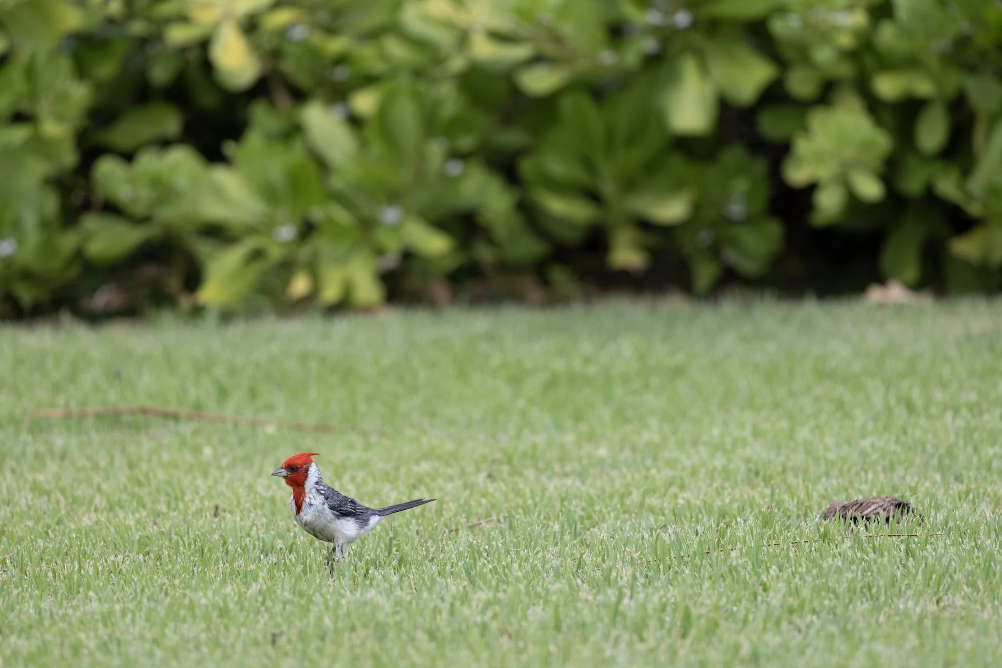 birds-wildlife-09.jpg