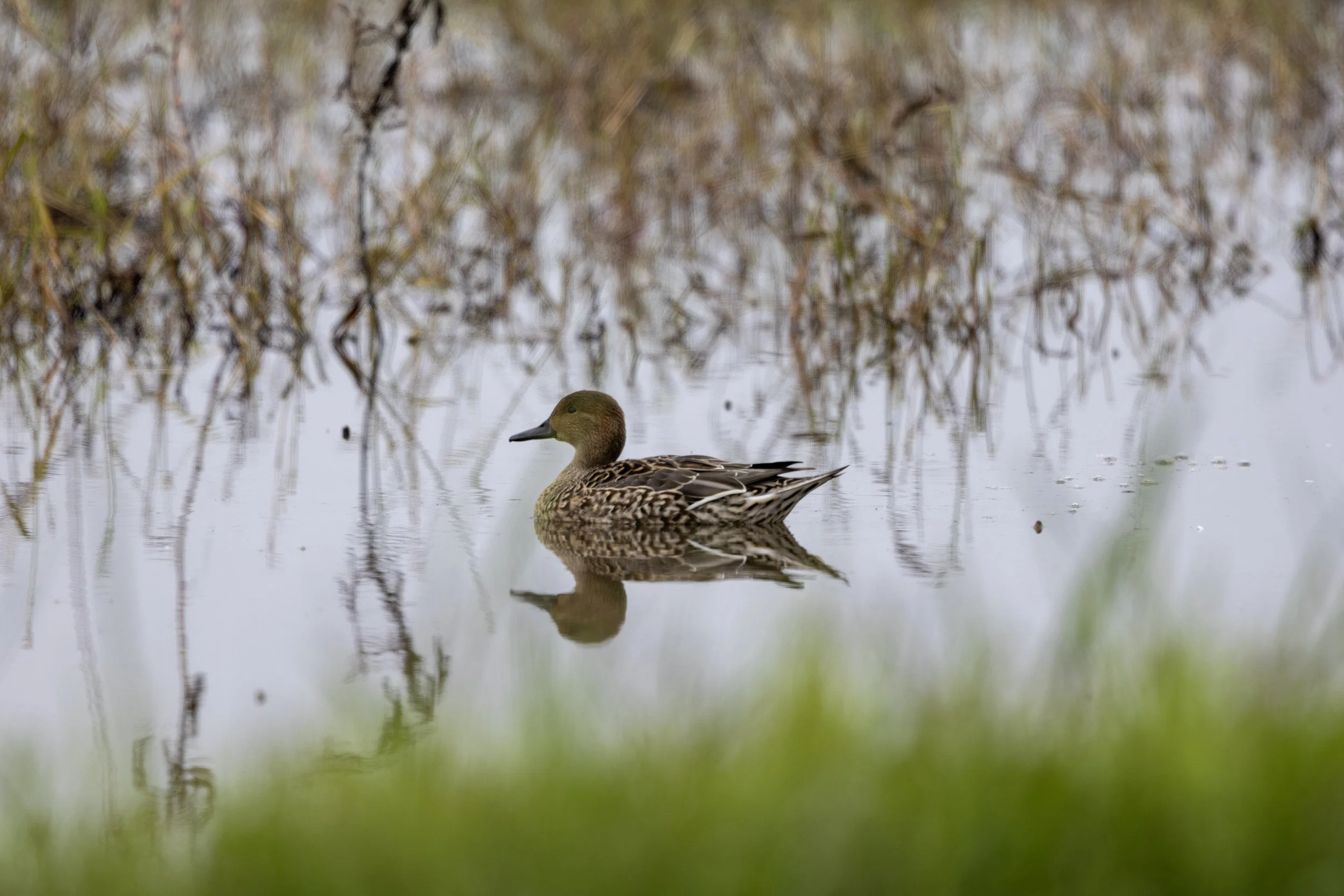 Northern pintail (female) at the national wildlife refuge in Willows, CA.