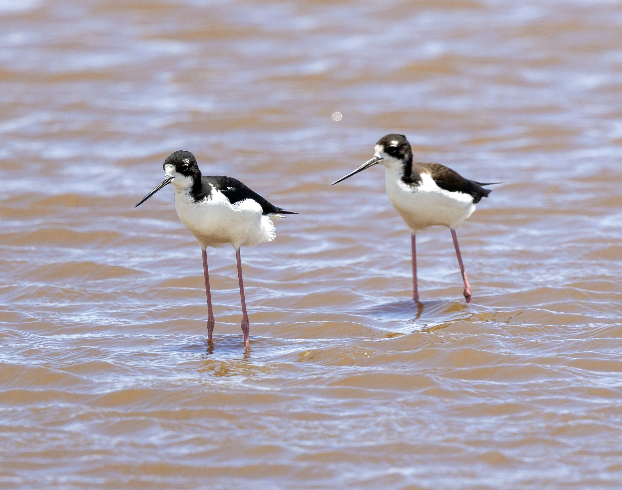 The aeʻo (Hawaiian stilt, Himantopus mexicanus knudseni) is a graceful, long-legged waterbird endemic to the Hawaiian Islands. Taken from the side of the road in Kihei, Maui.