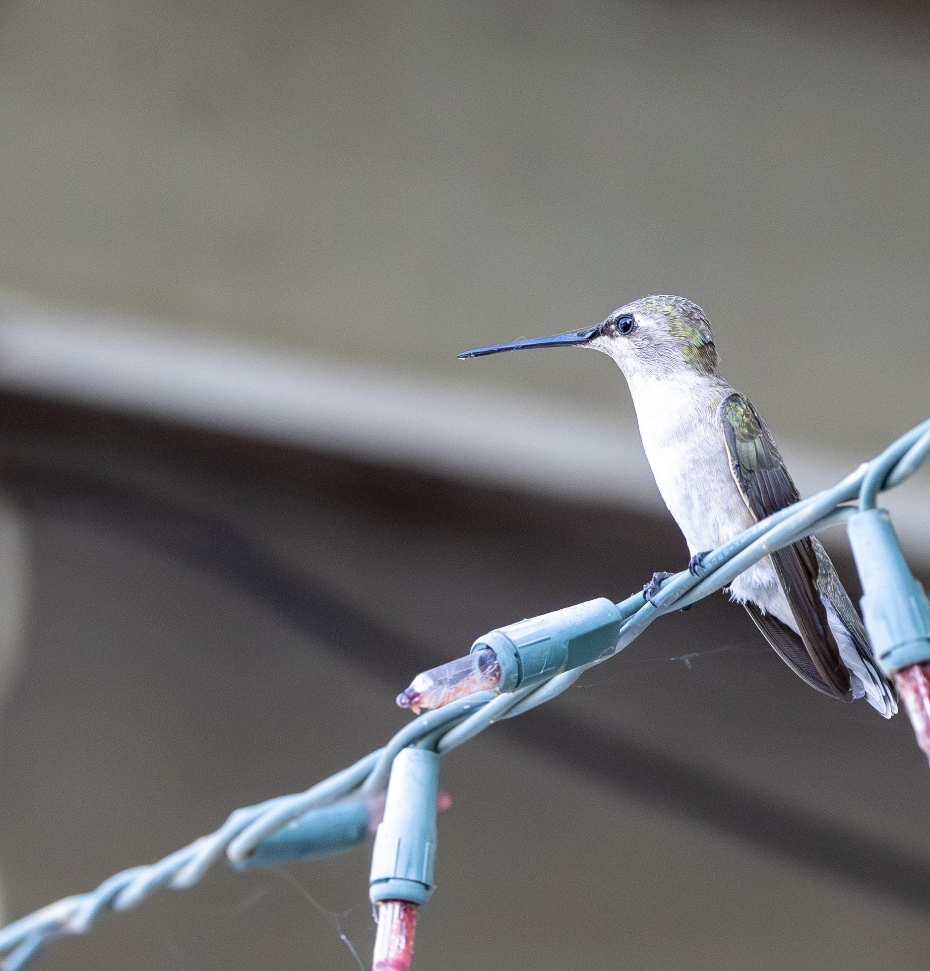 Hummingbird on a Christmas light strand, Orland, CA.