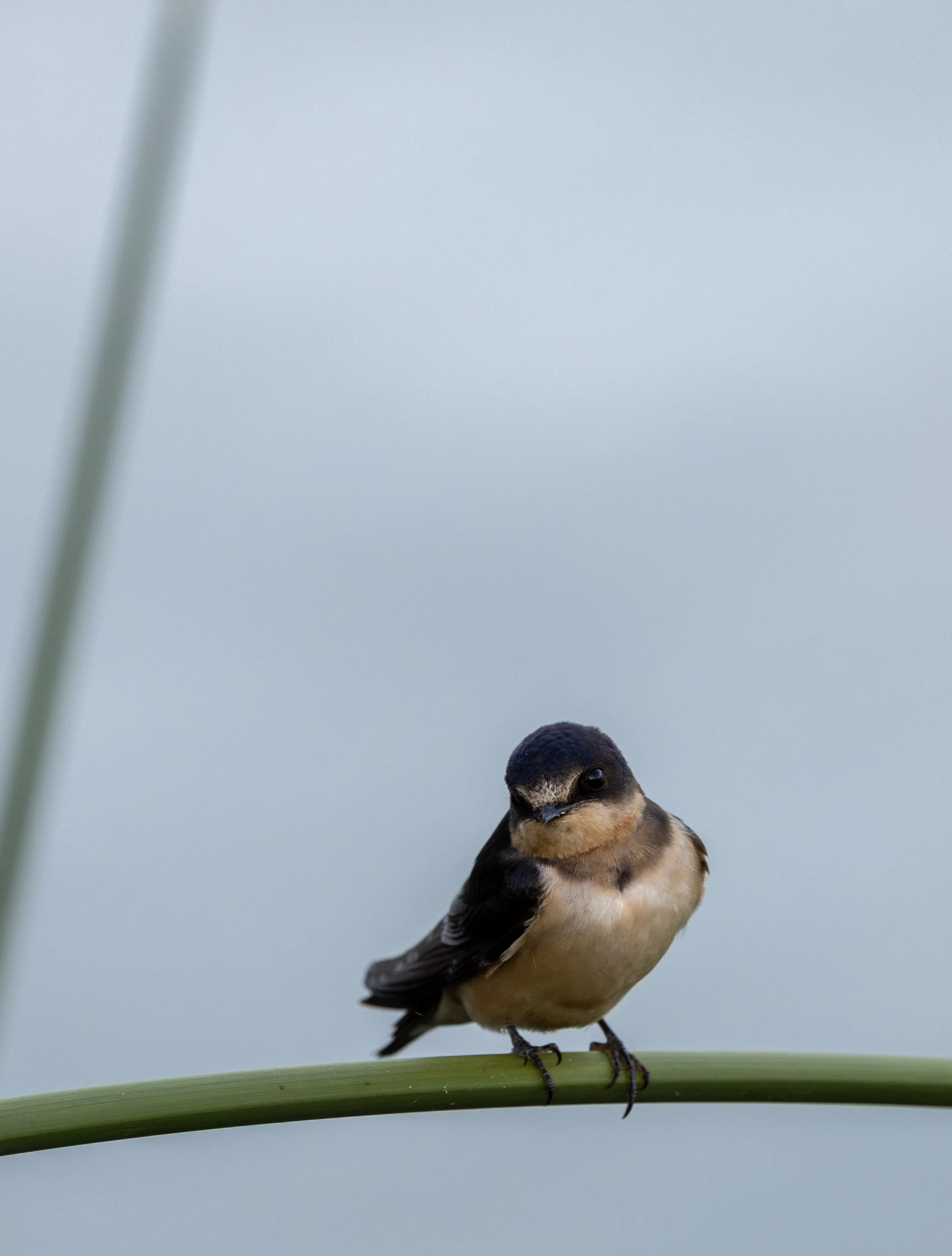 Barn swallow at Oso Flaco Lake.
