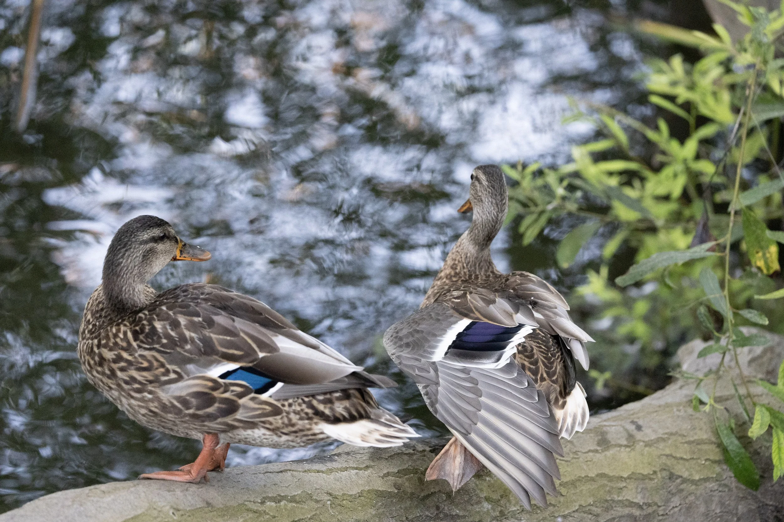 Mallard ducks at Oso Flaco Lake near Pismo Beach, CA.