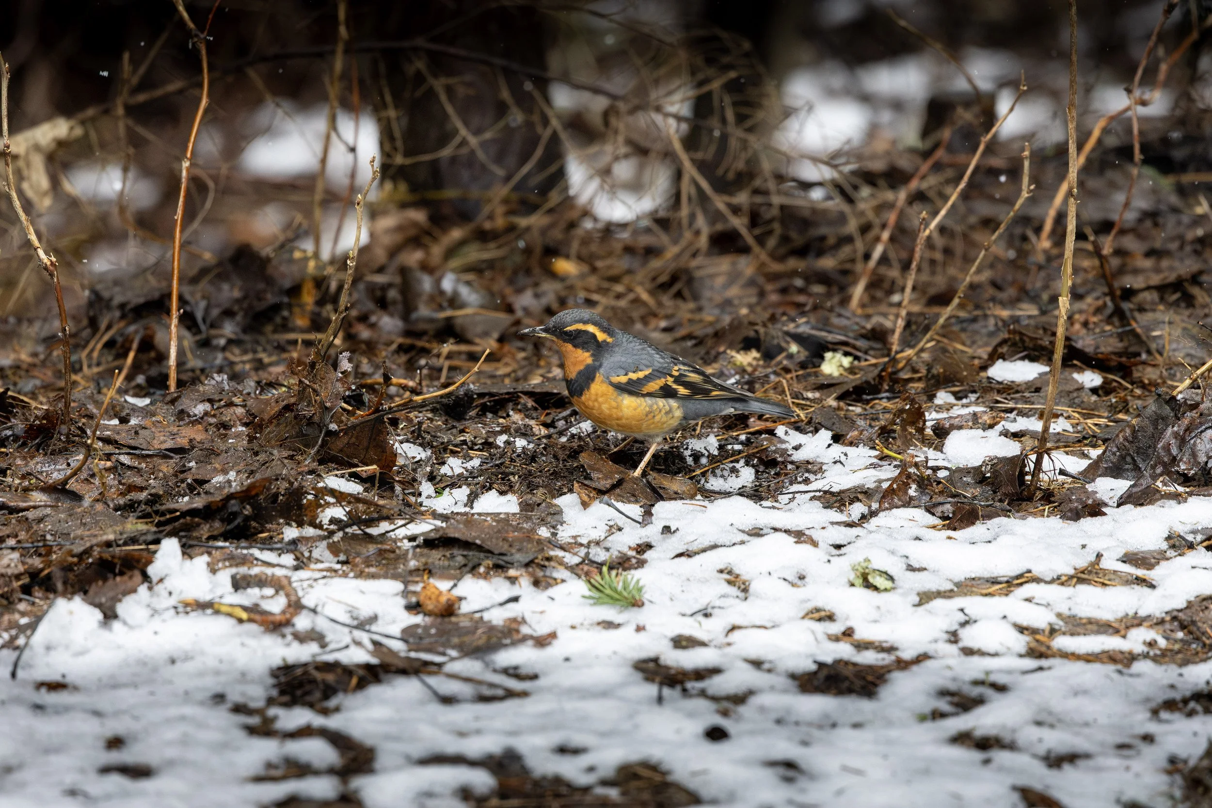 Varied thrush near Whistler Village, BC, Canada.