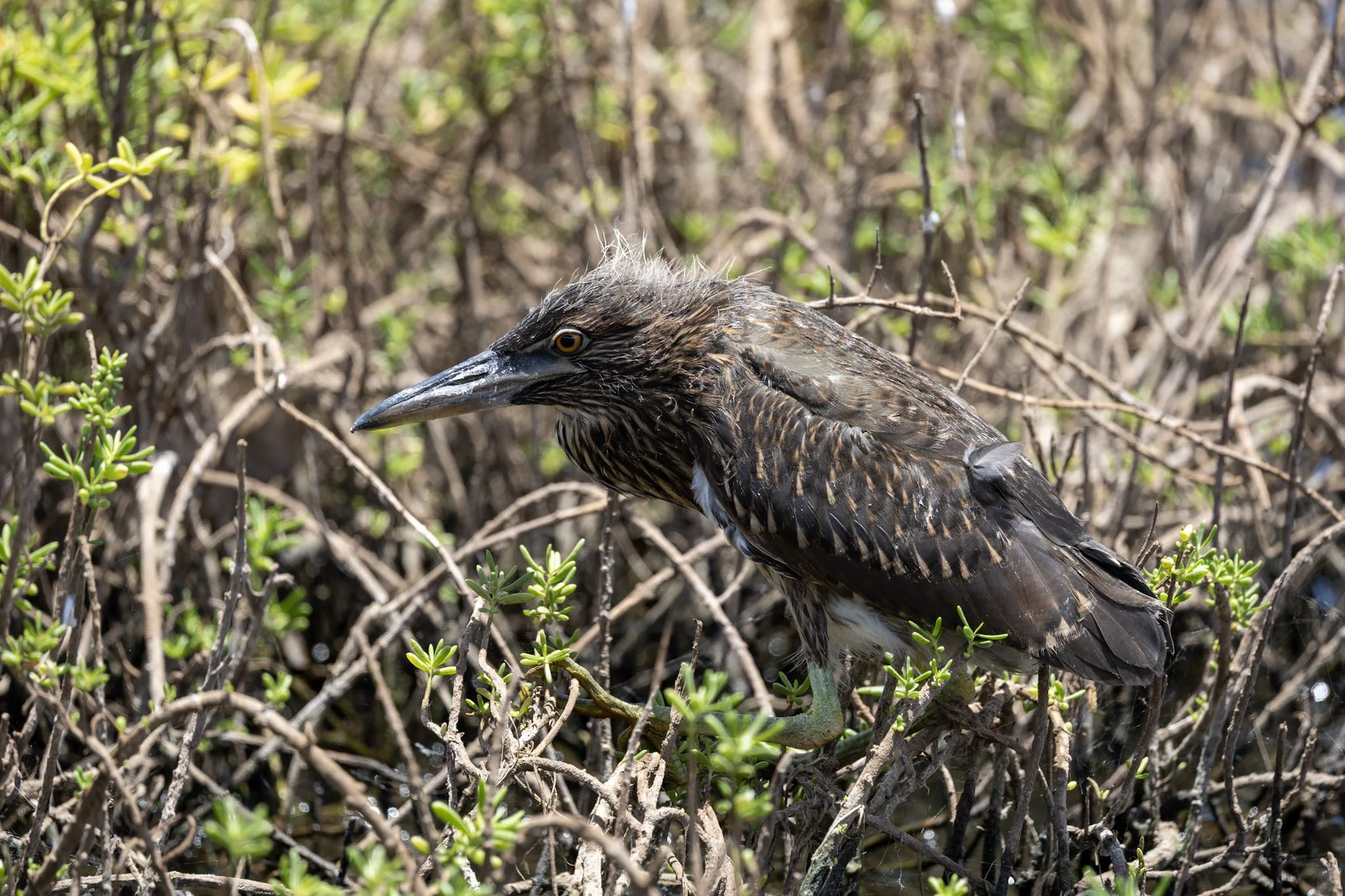 birds-wildlife-07.jpg