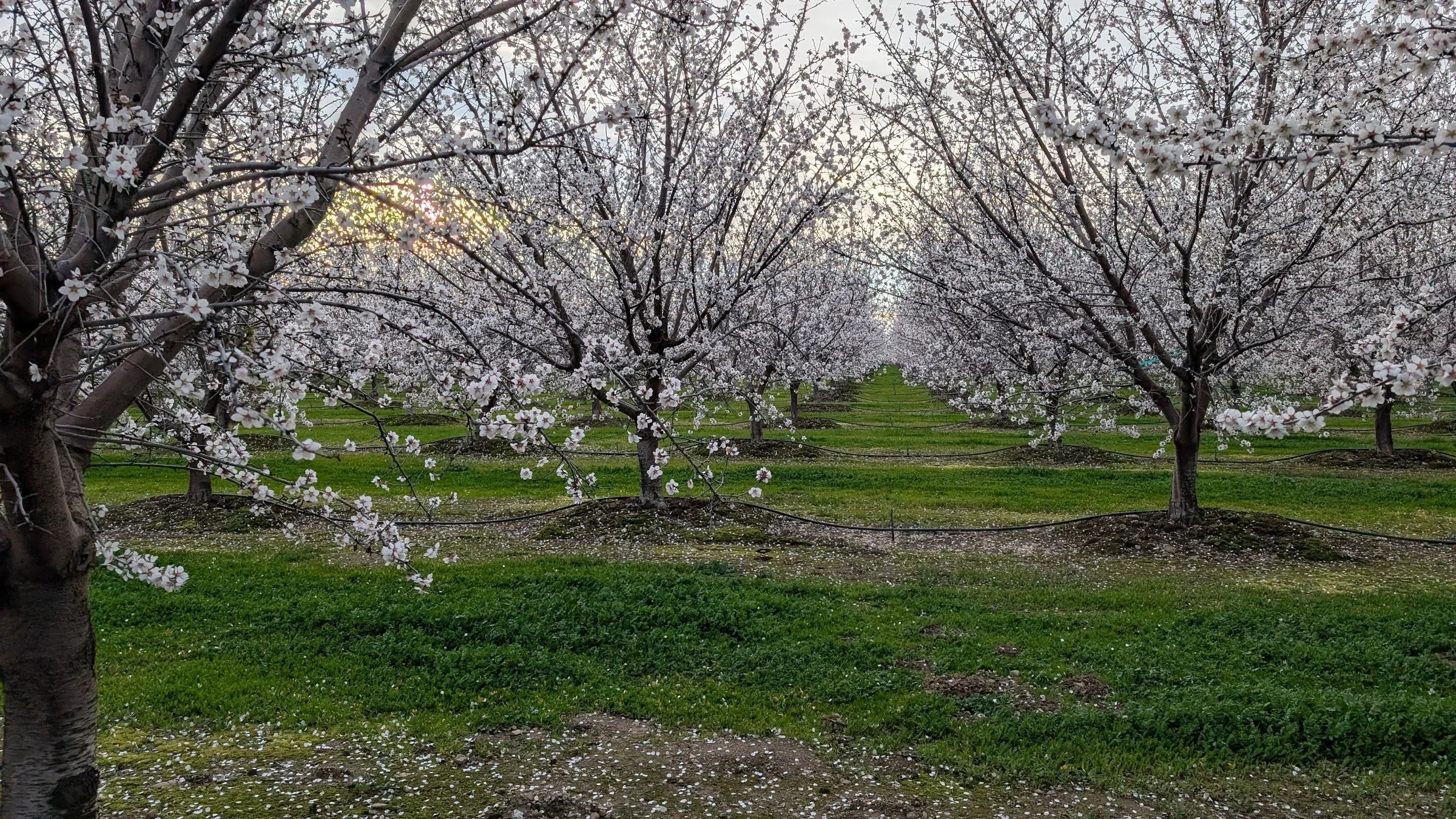 almond-bloom-tree.webp