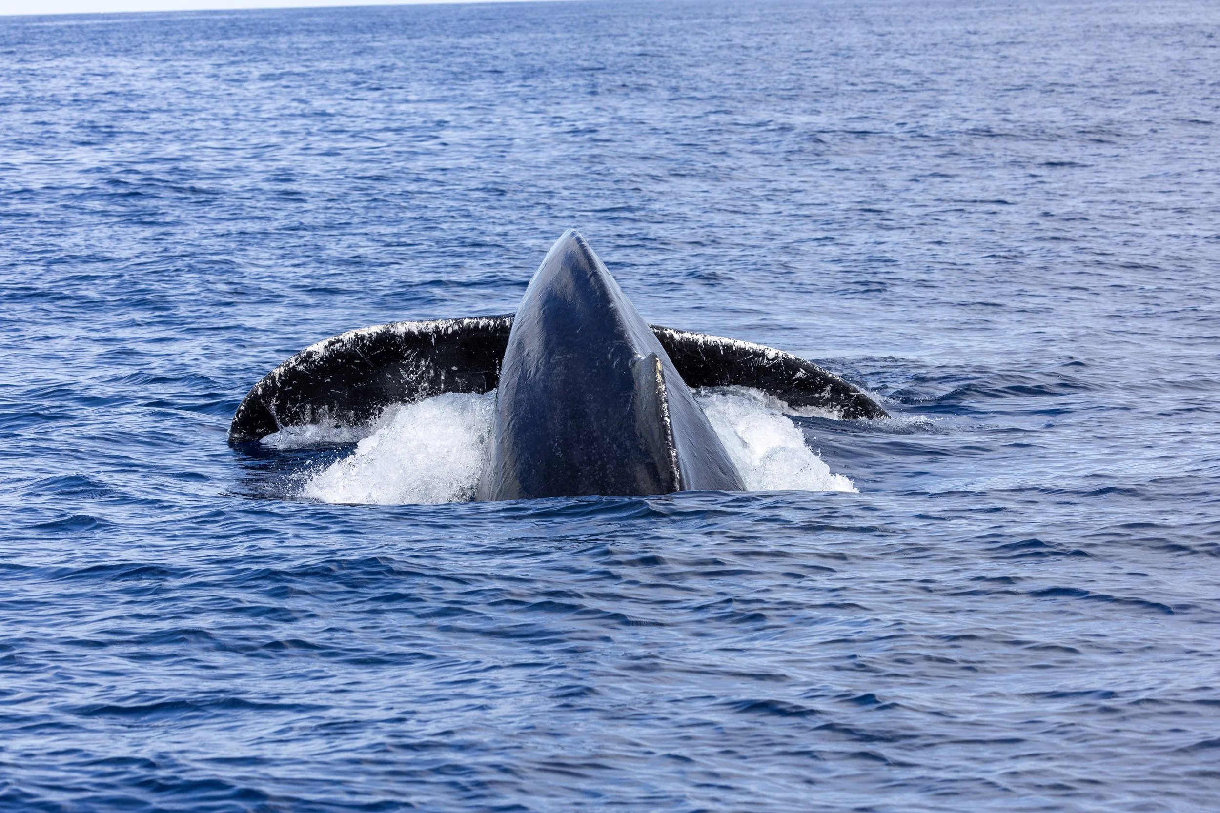 Humpback whales doing whale things. Hoping to get breaching photos this year.
