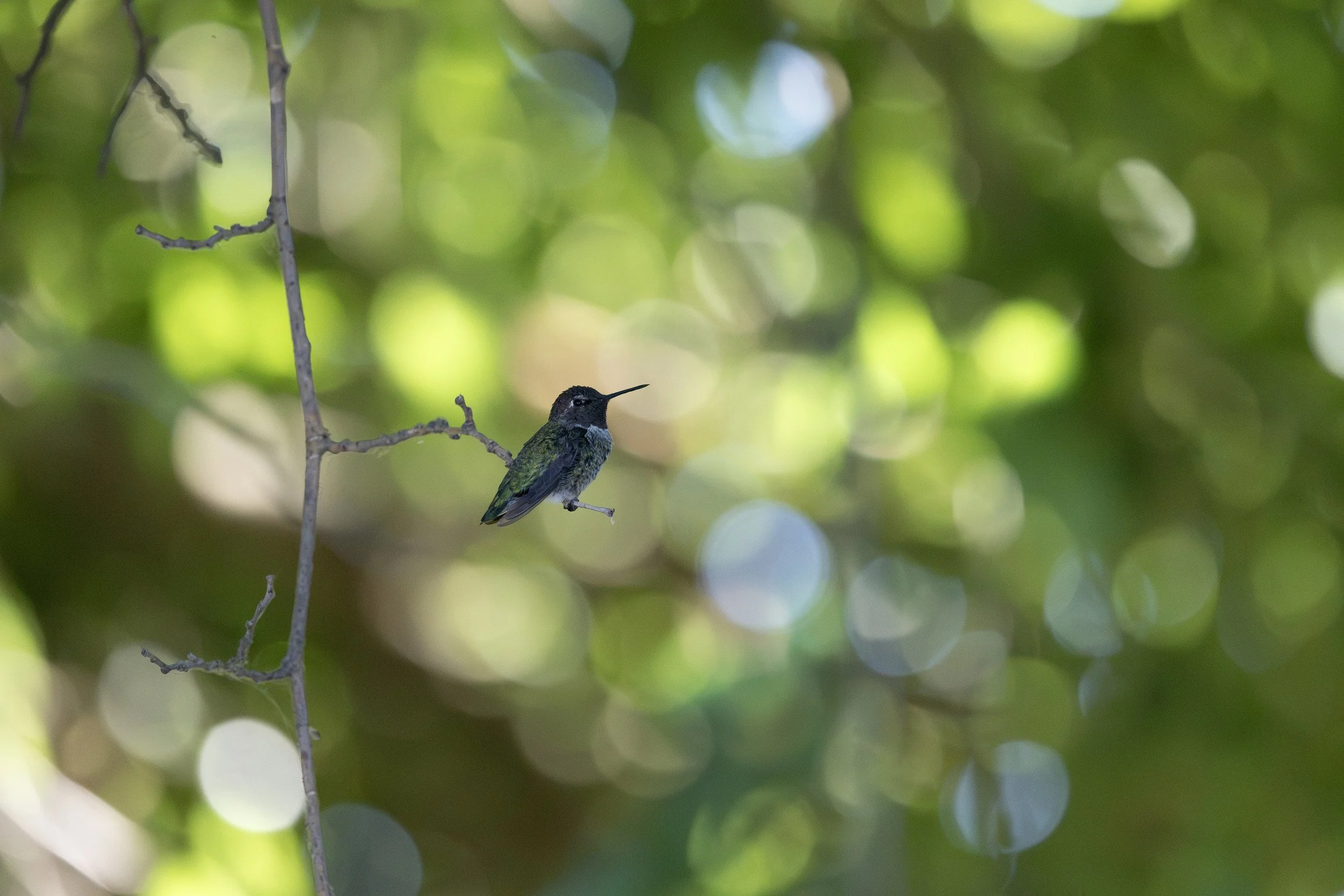 Hummingbird at the nut farm in Orland, CA.