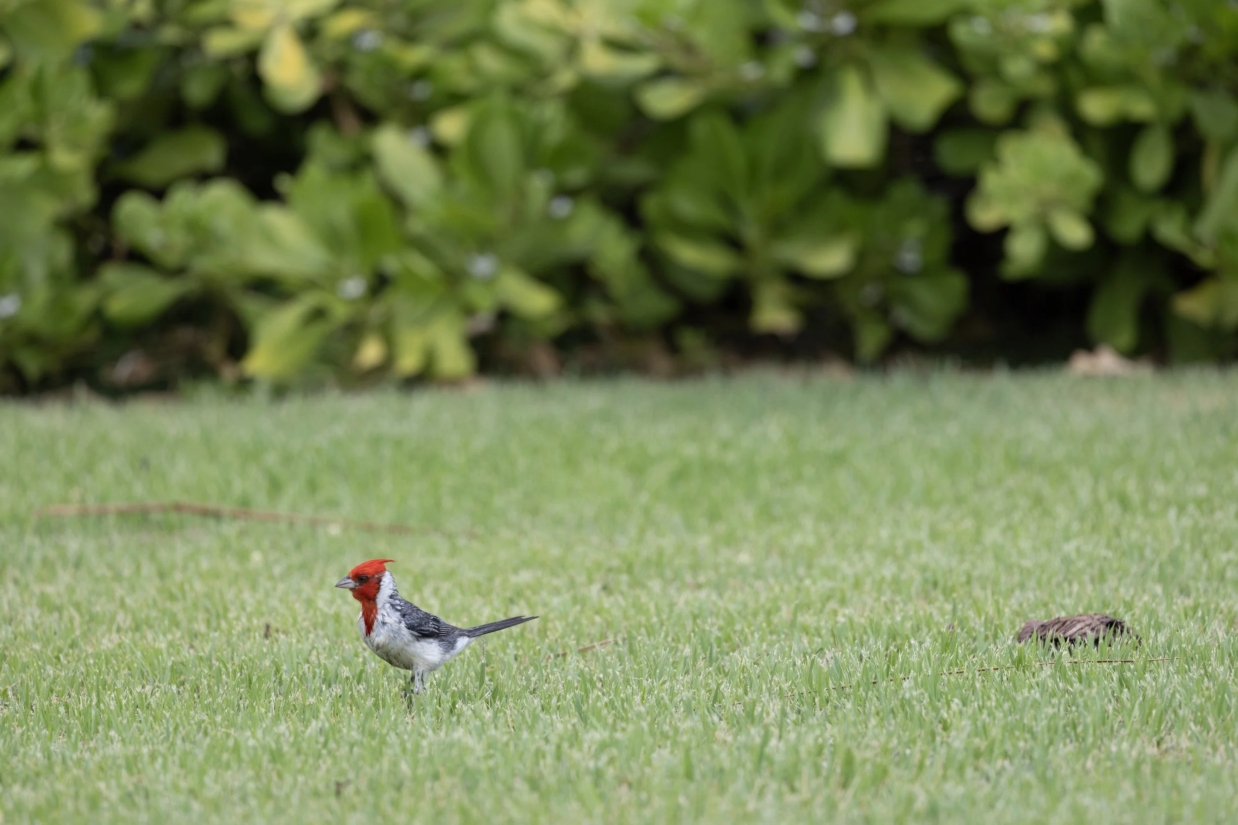 More yard birds: a red-crested cardinal.