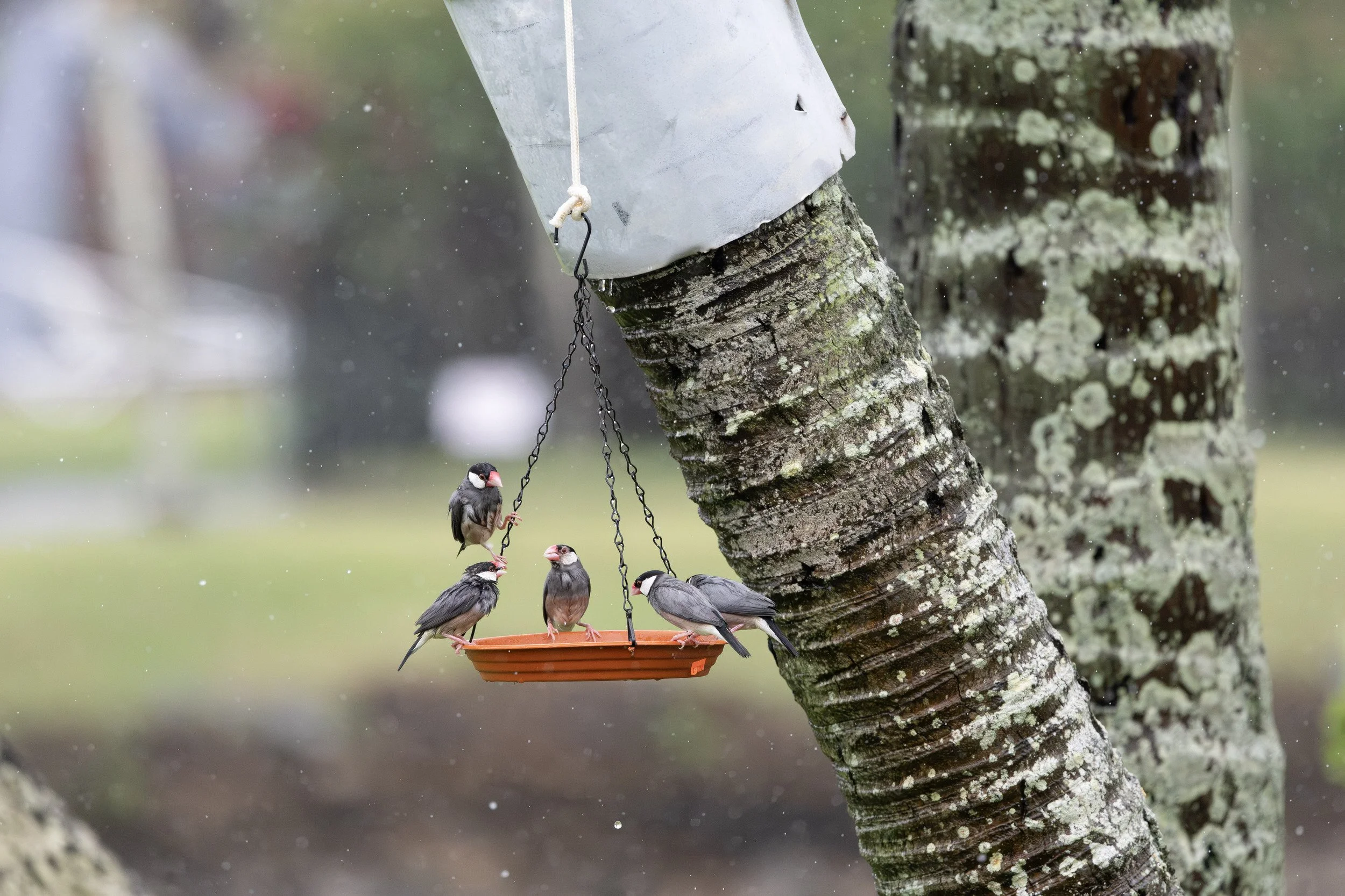 Java sparrows, undeterred by the rain.