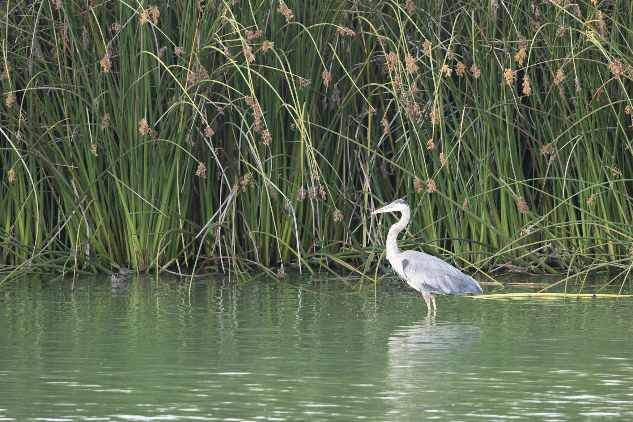 birds-wildlife-12.jpg