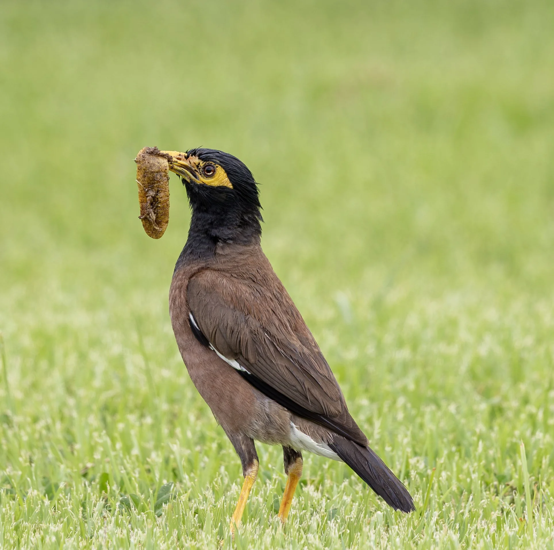 One of my favorite genres, yard birds: a mynah.
