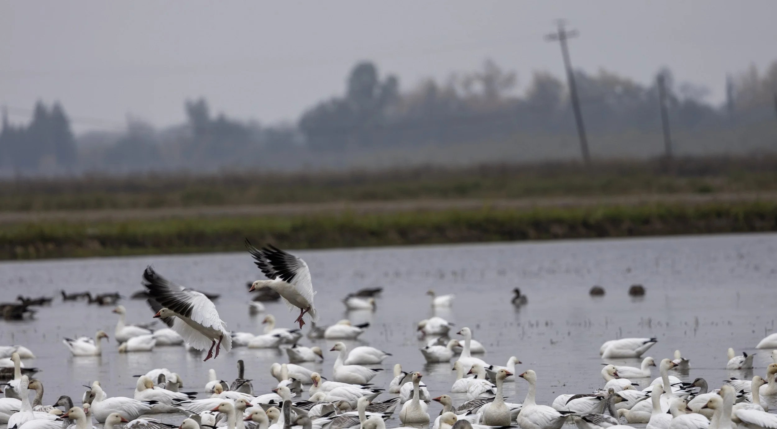 Geese landing in a rice field, Willows, CA.
