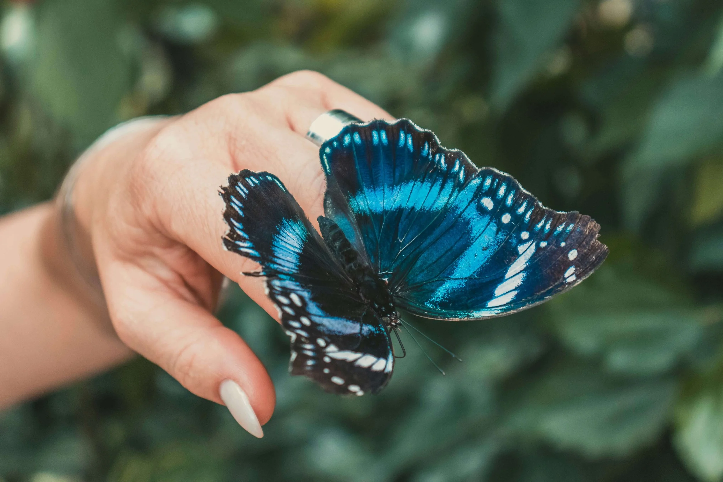 A butterfly with vibrant blue and black wings perched on a person's finger.